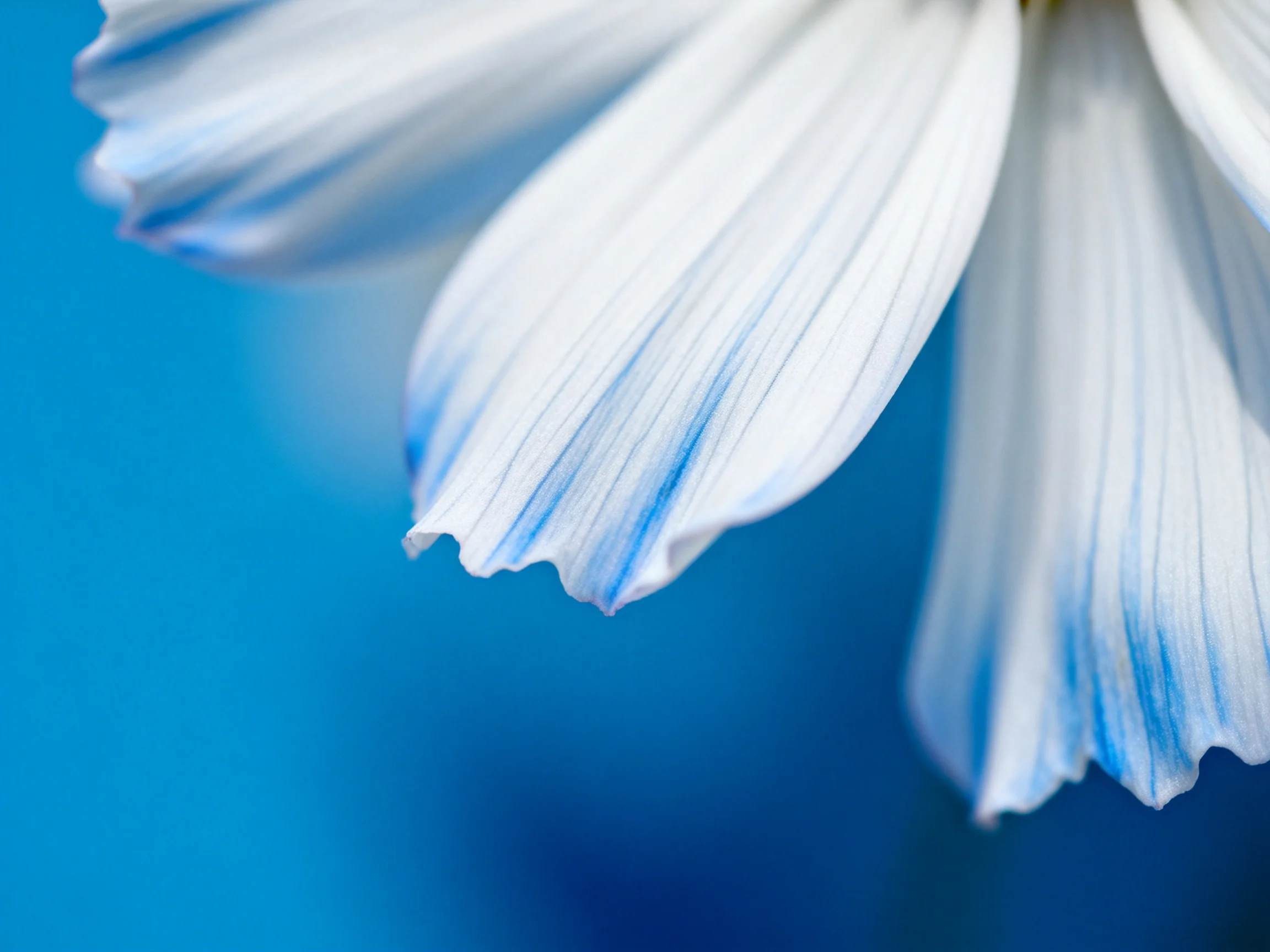 White flower petals with blue accents on a blue background