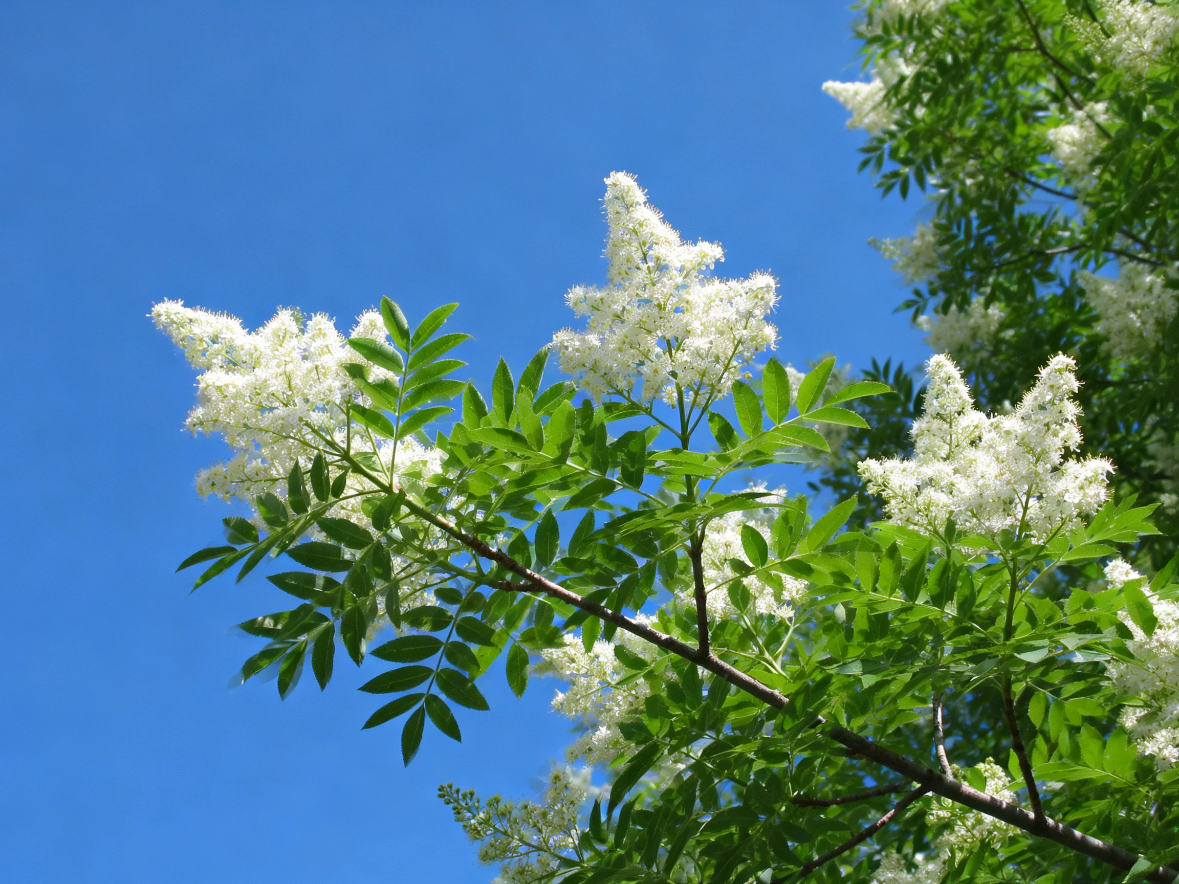 White flowering branches with lush green leaves under a clear blue sky