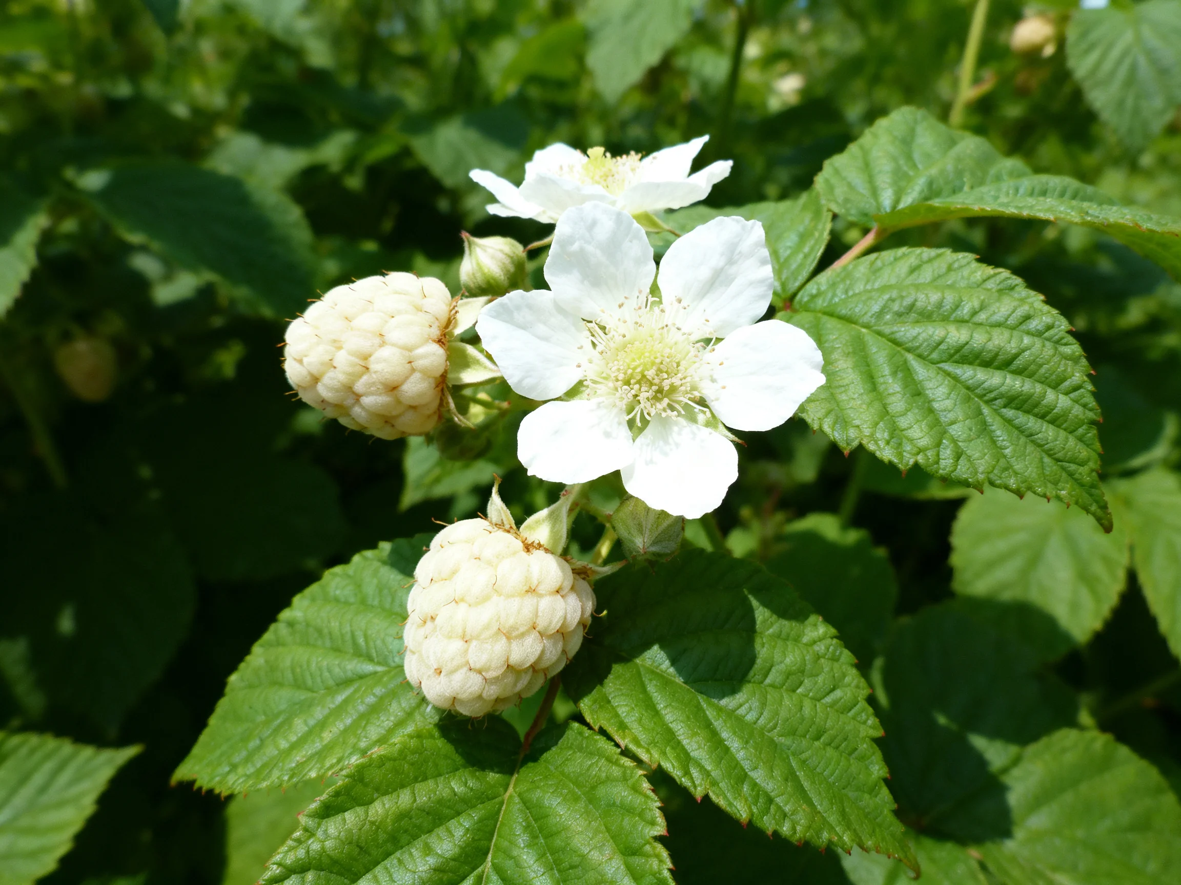 White flowers and unripe raspberries amid lush green leaves