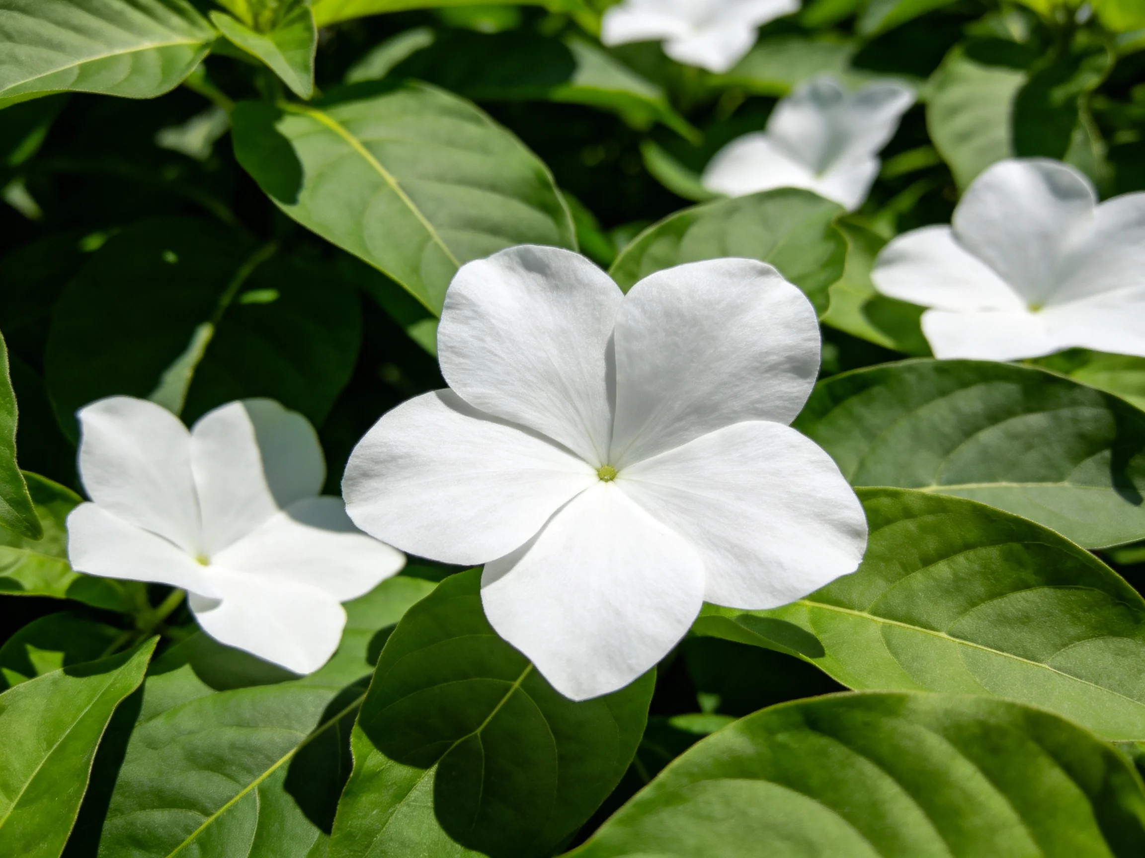 White flowers bloom among vibrant green foliage in bright sunlight