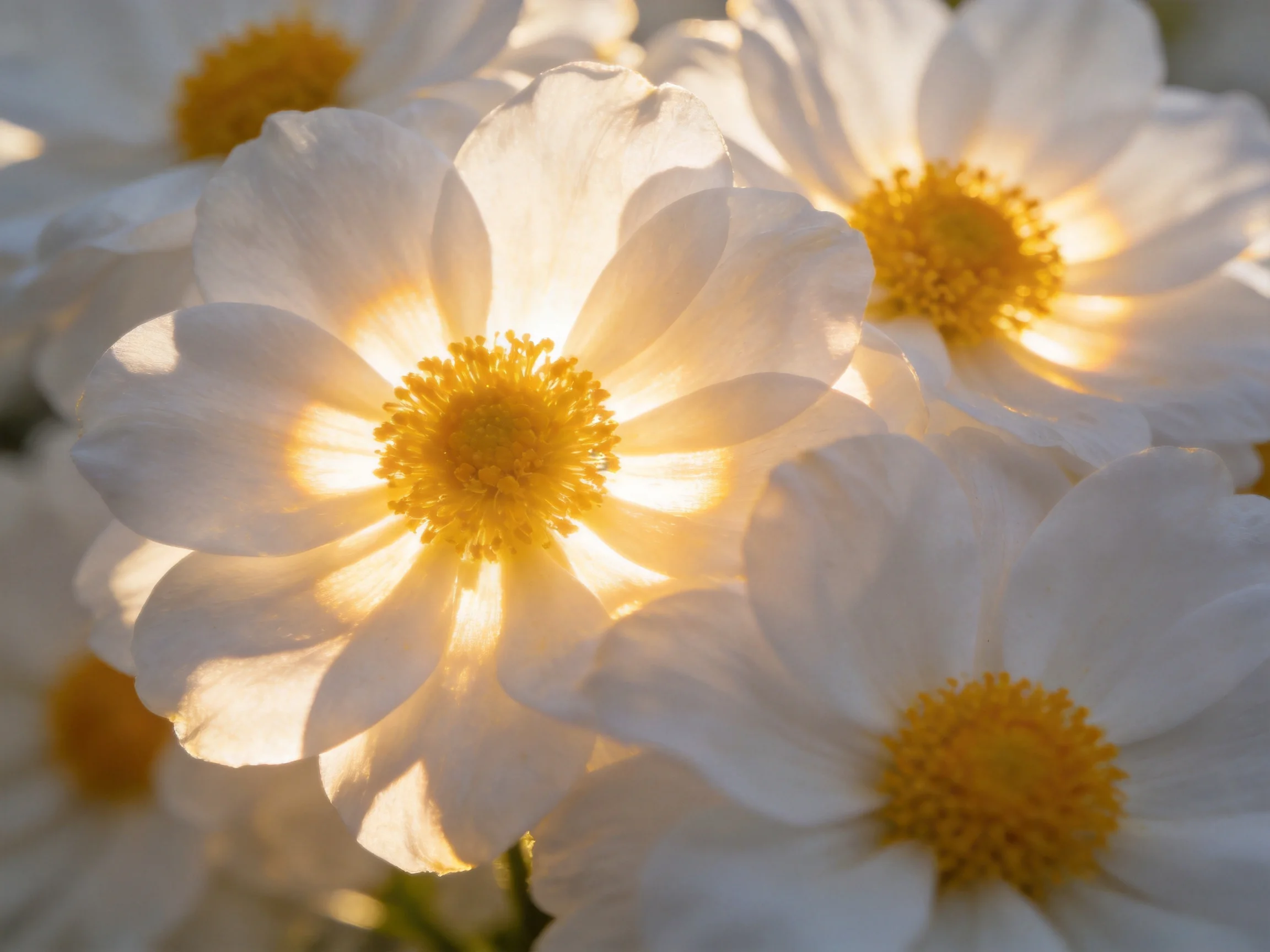White flowers with golden centers lit by warm sunlight