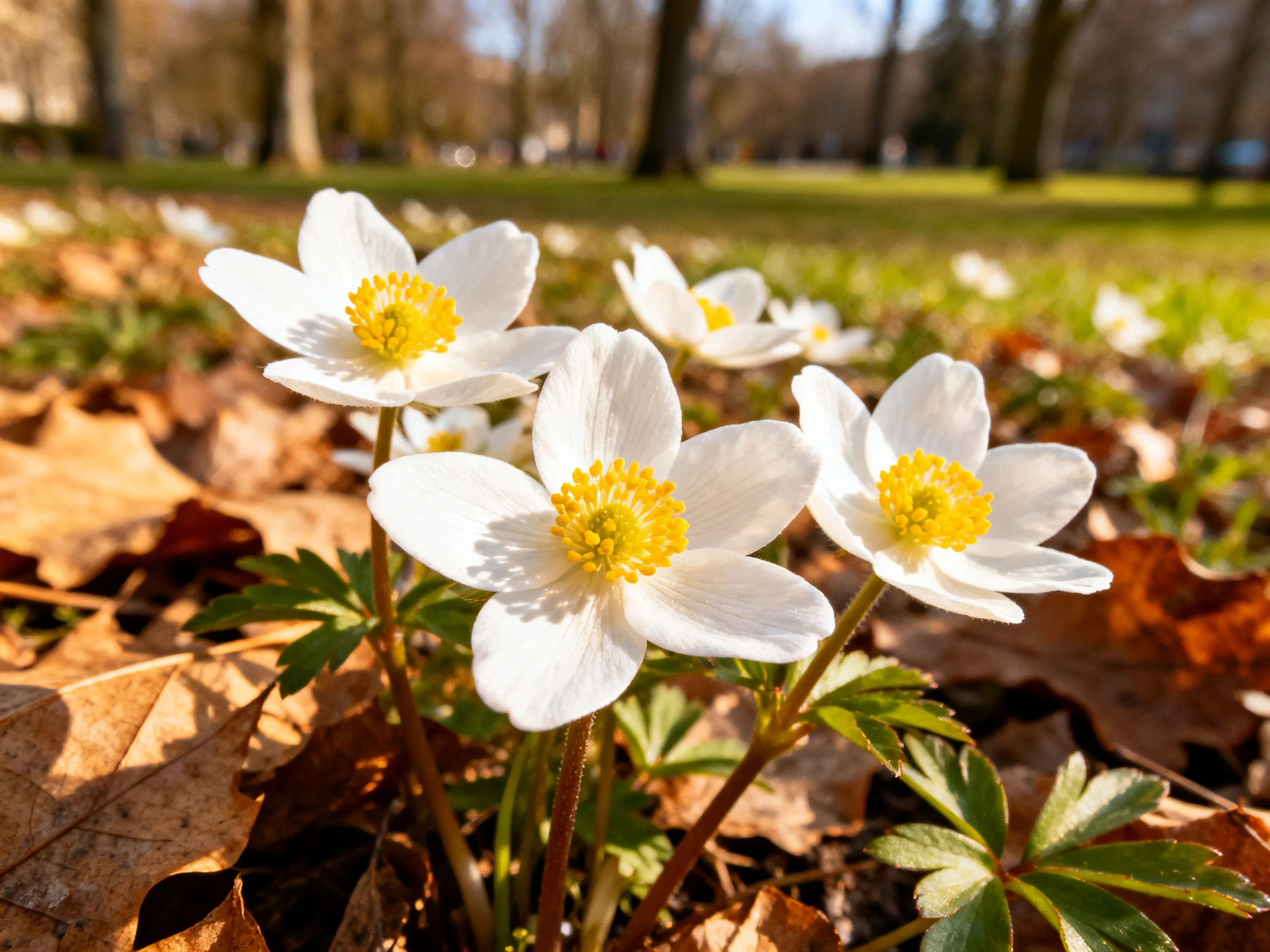 White flowers with yellow centers amid brown leaves in a sunlit park