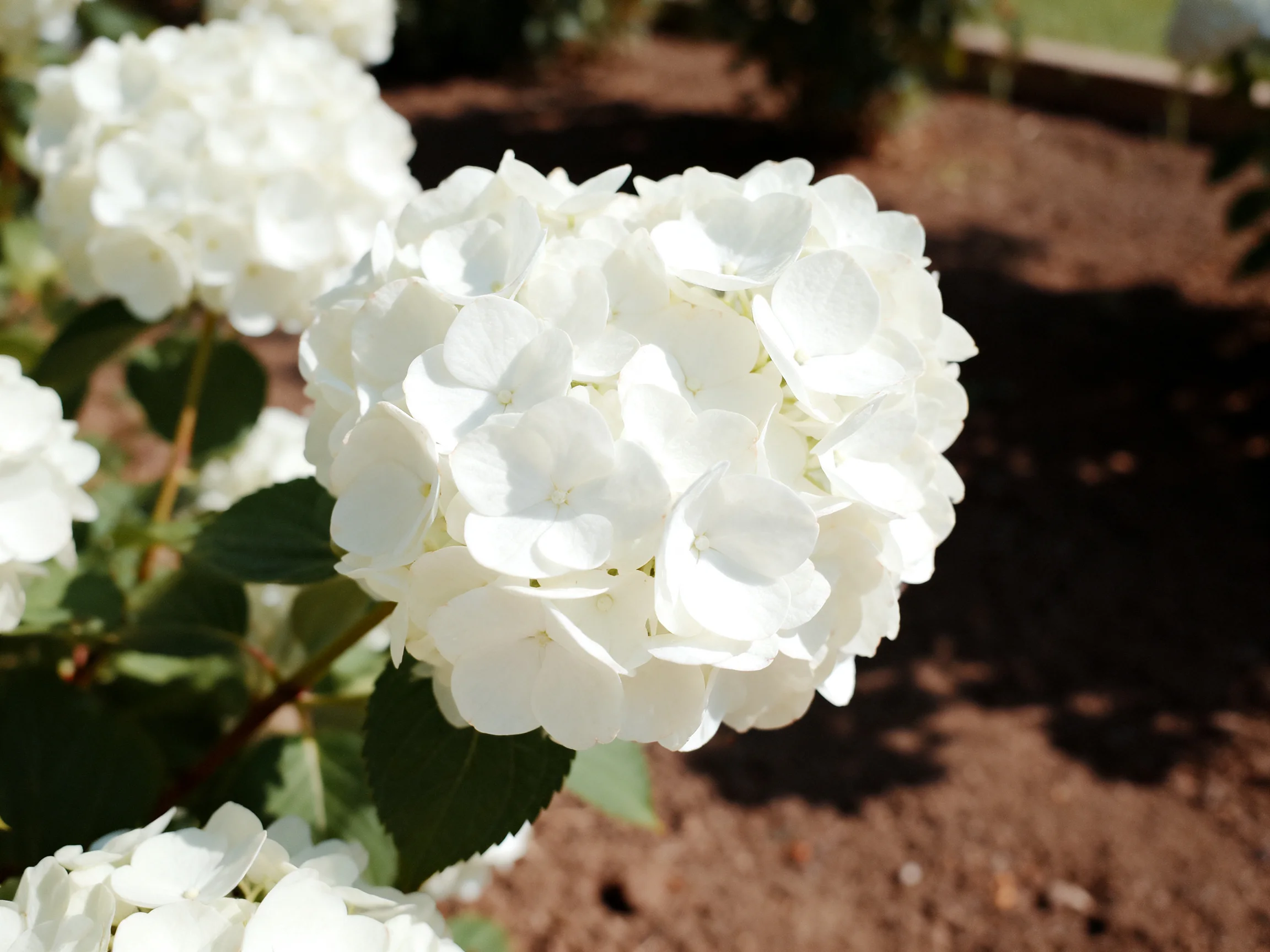 White hydrangea blooms clustered in a sunlit garden bed