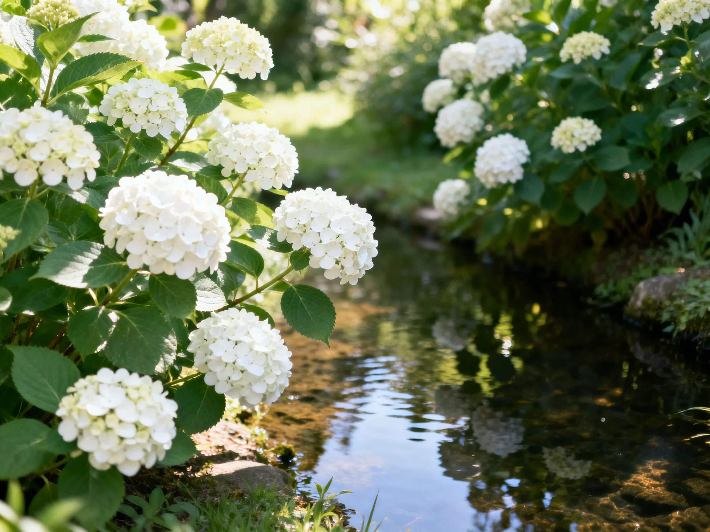 White hydrangea bushes border a sunlit stream in a tranquil garden