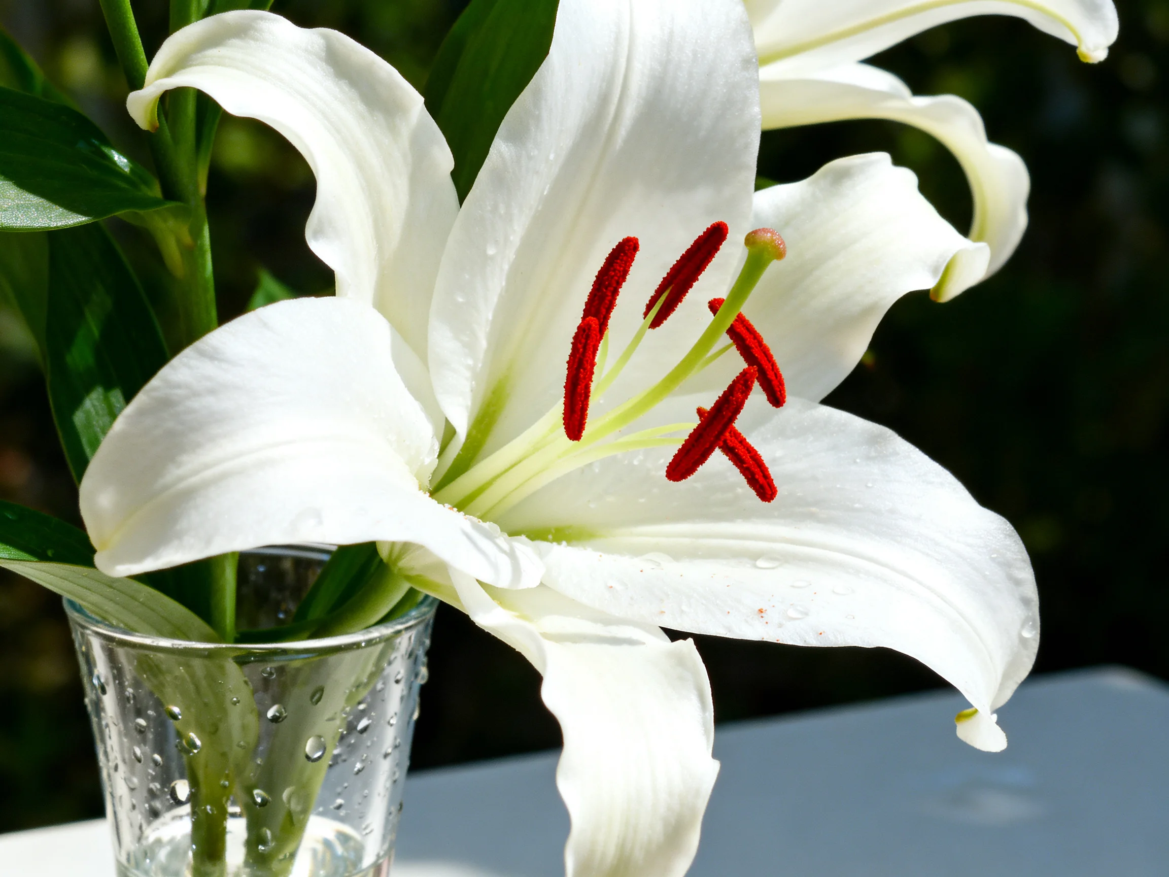 White lilies with bright red stamens in a clear glass vase