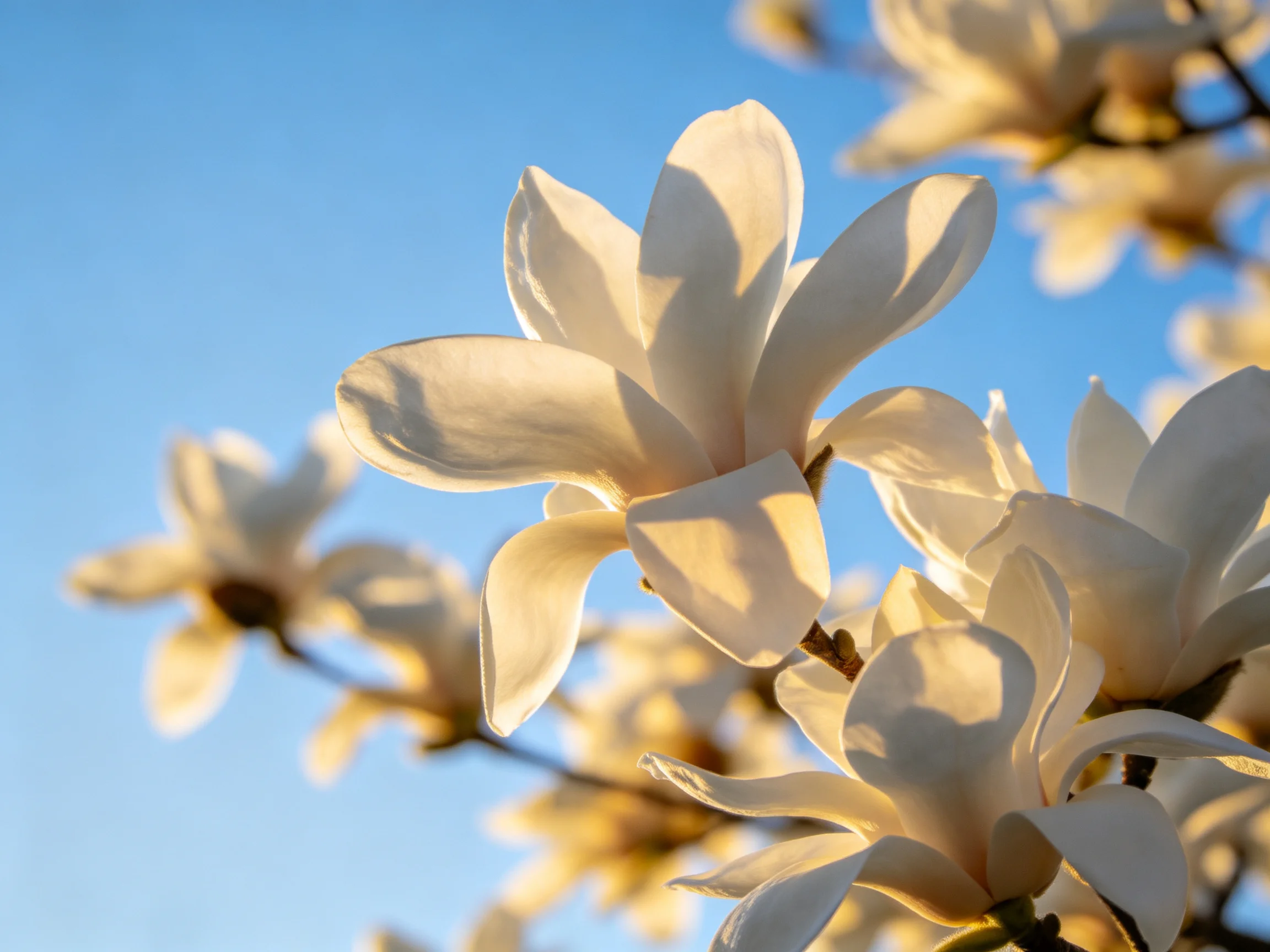White magnolia blossoms illuminated by clear blue sky