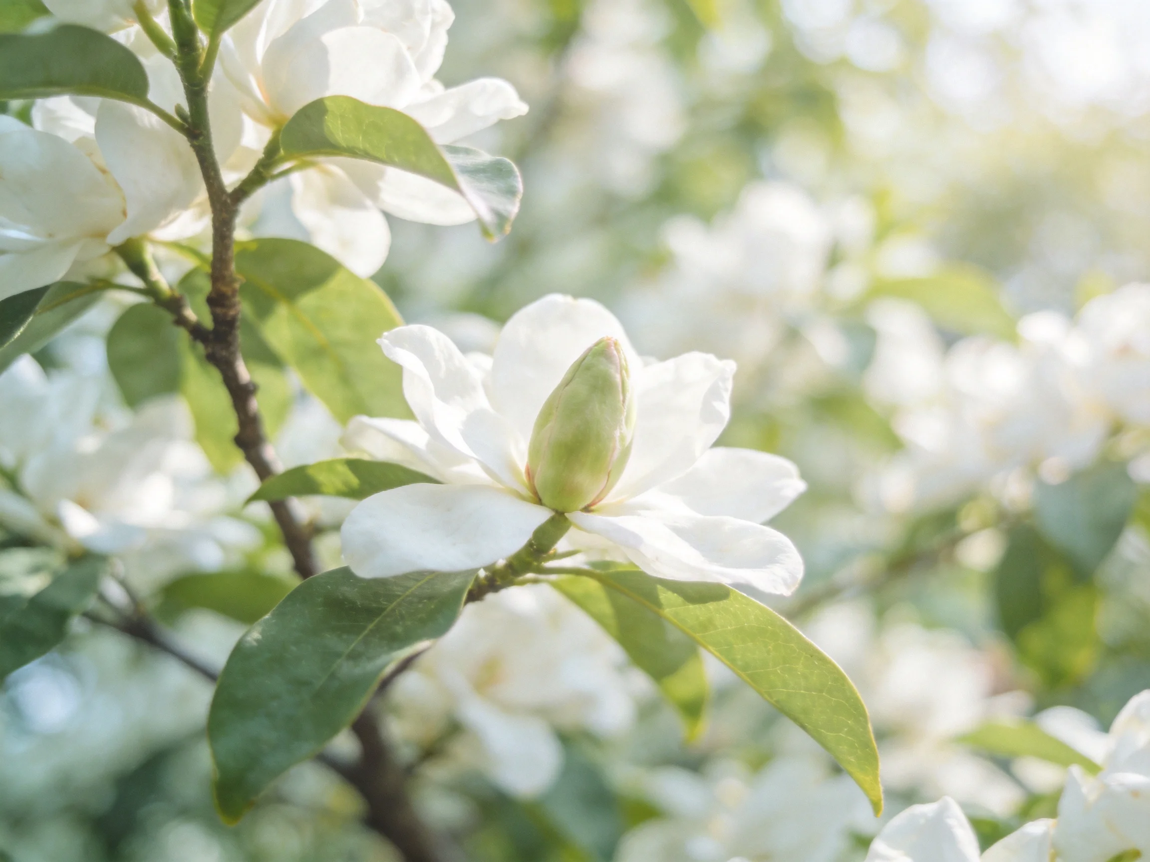 White magnolia blossoms with green foliage in soft daylight