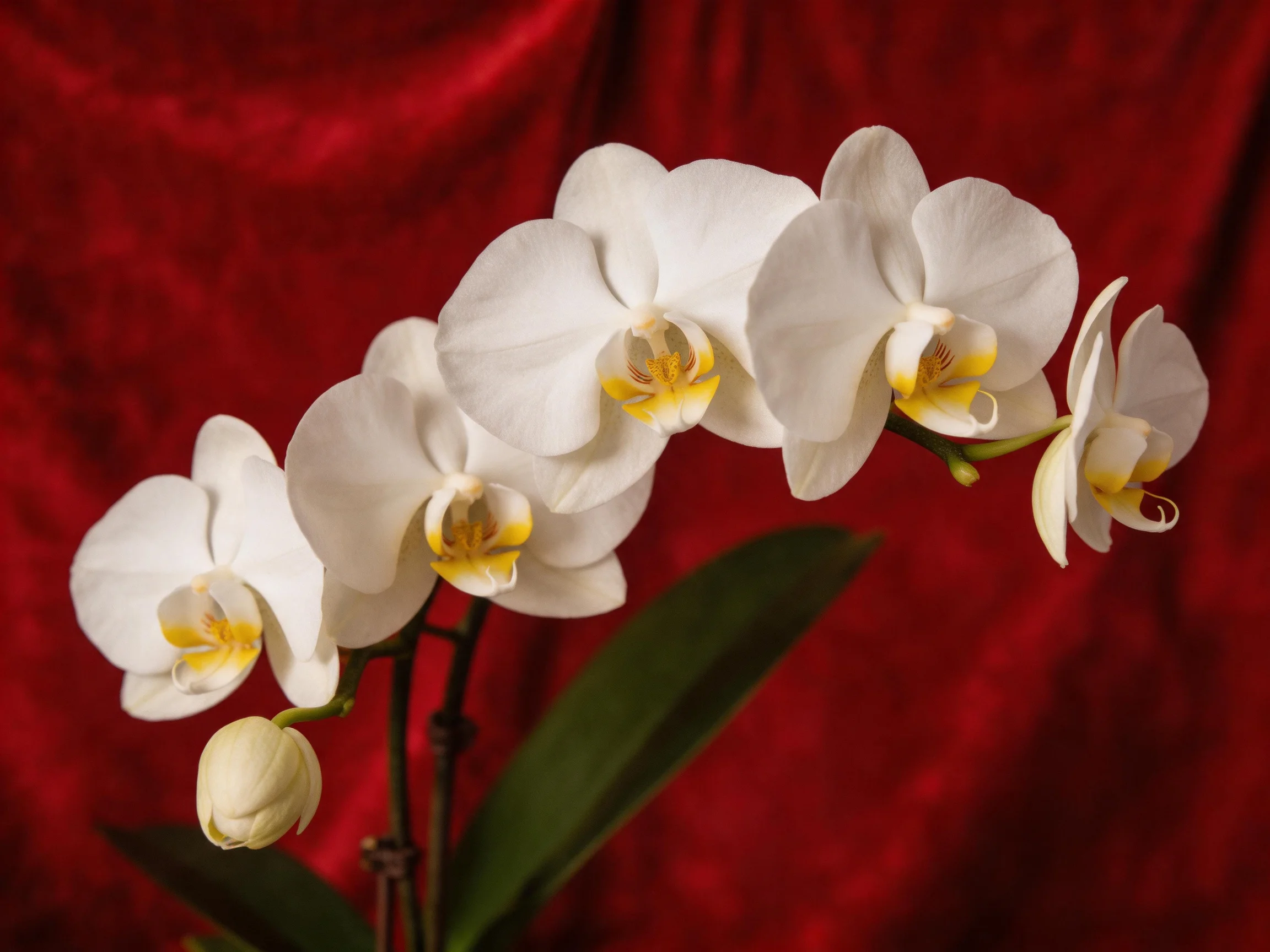 White orchid blooms against a deep red velvet background