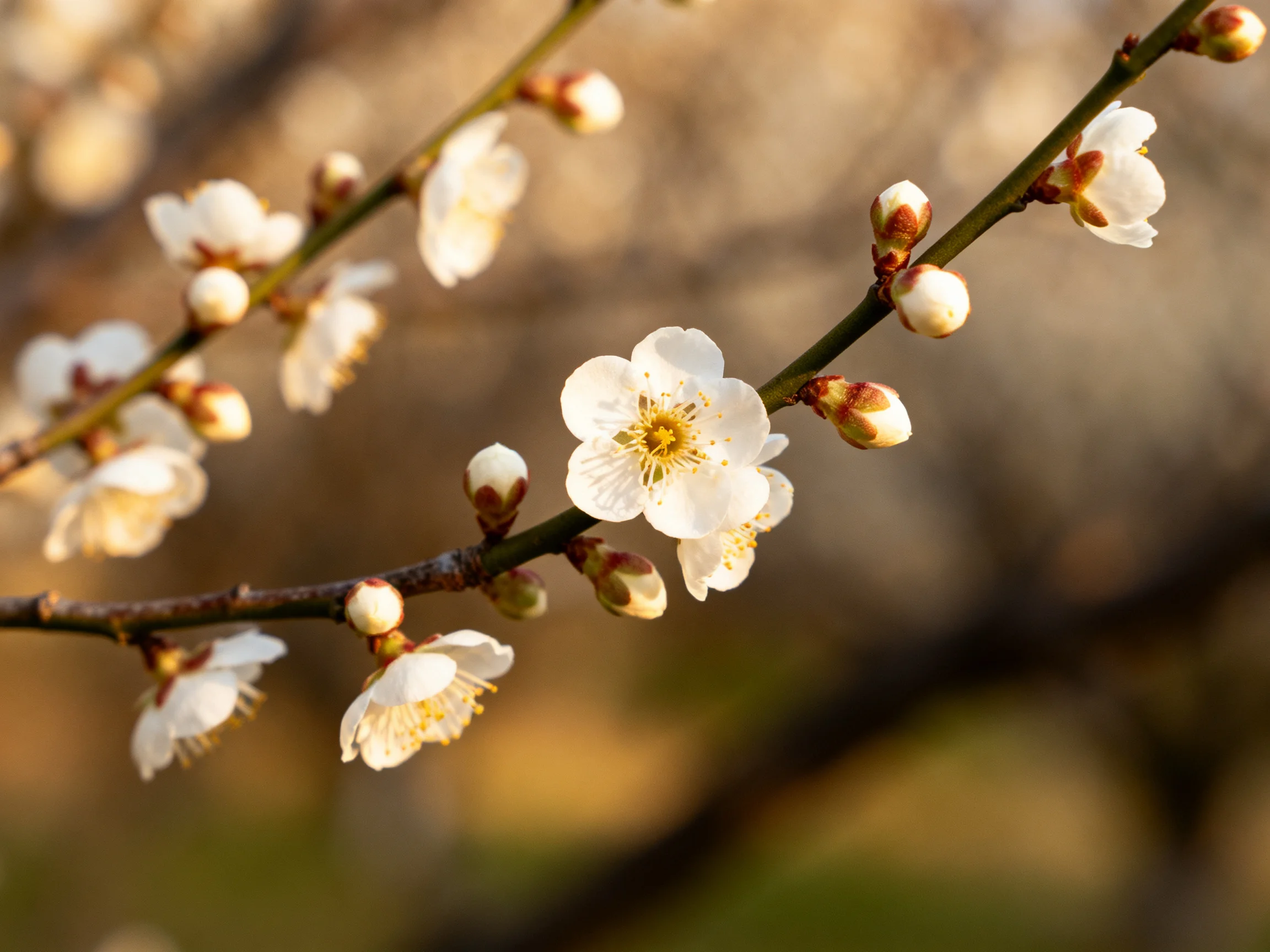 White plum blossoms bloom on slender branches with budding flowers