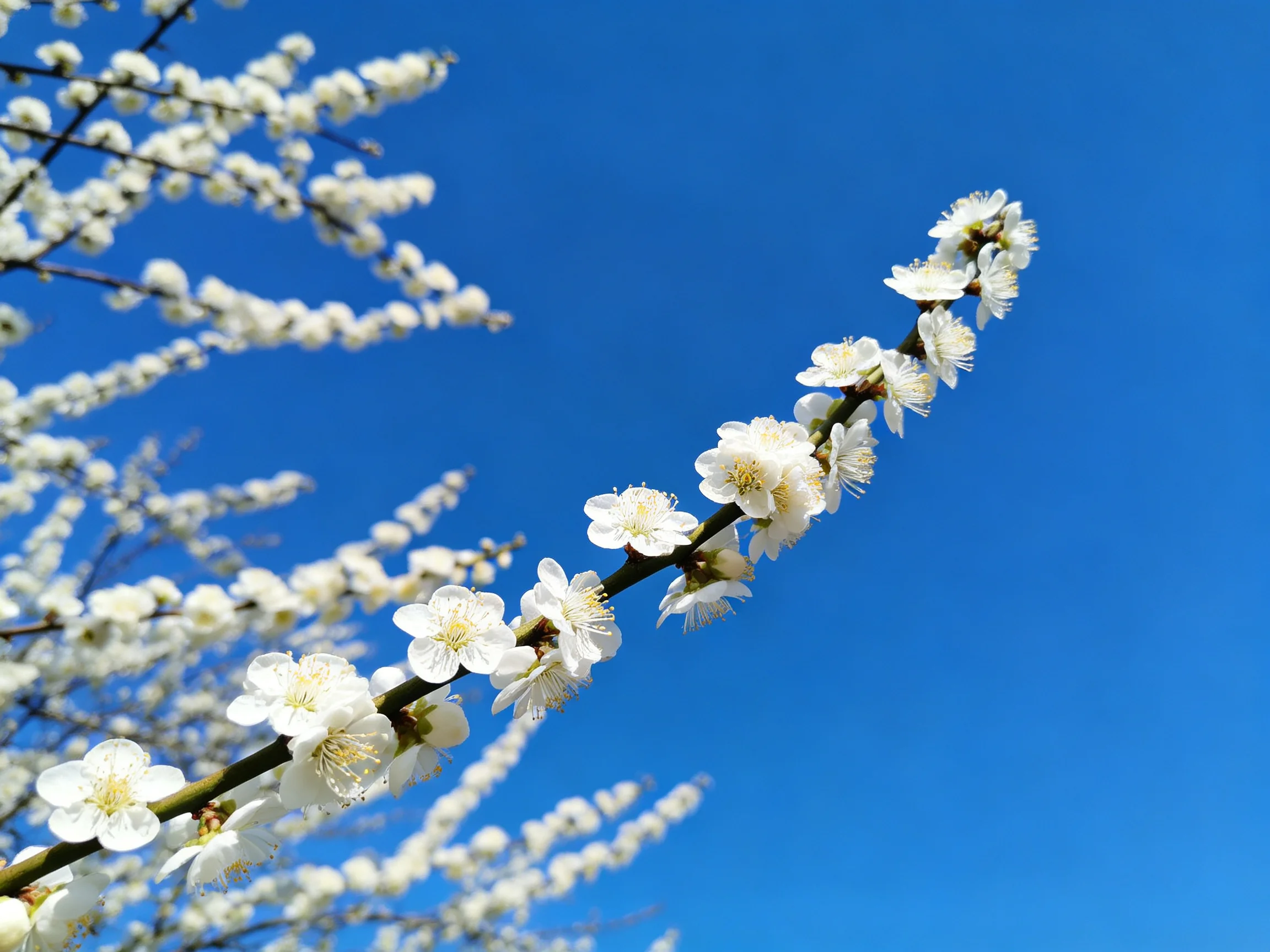 White plum blossoms on dark branches beneath bright blue sky