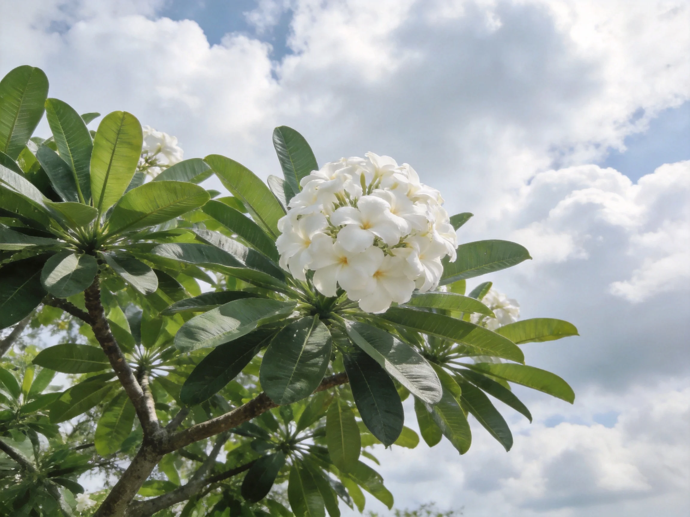 White plumeria blooms with glossy green leaves against a cloudy blue sky