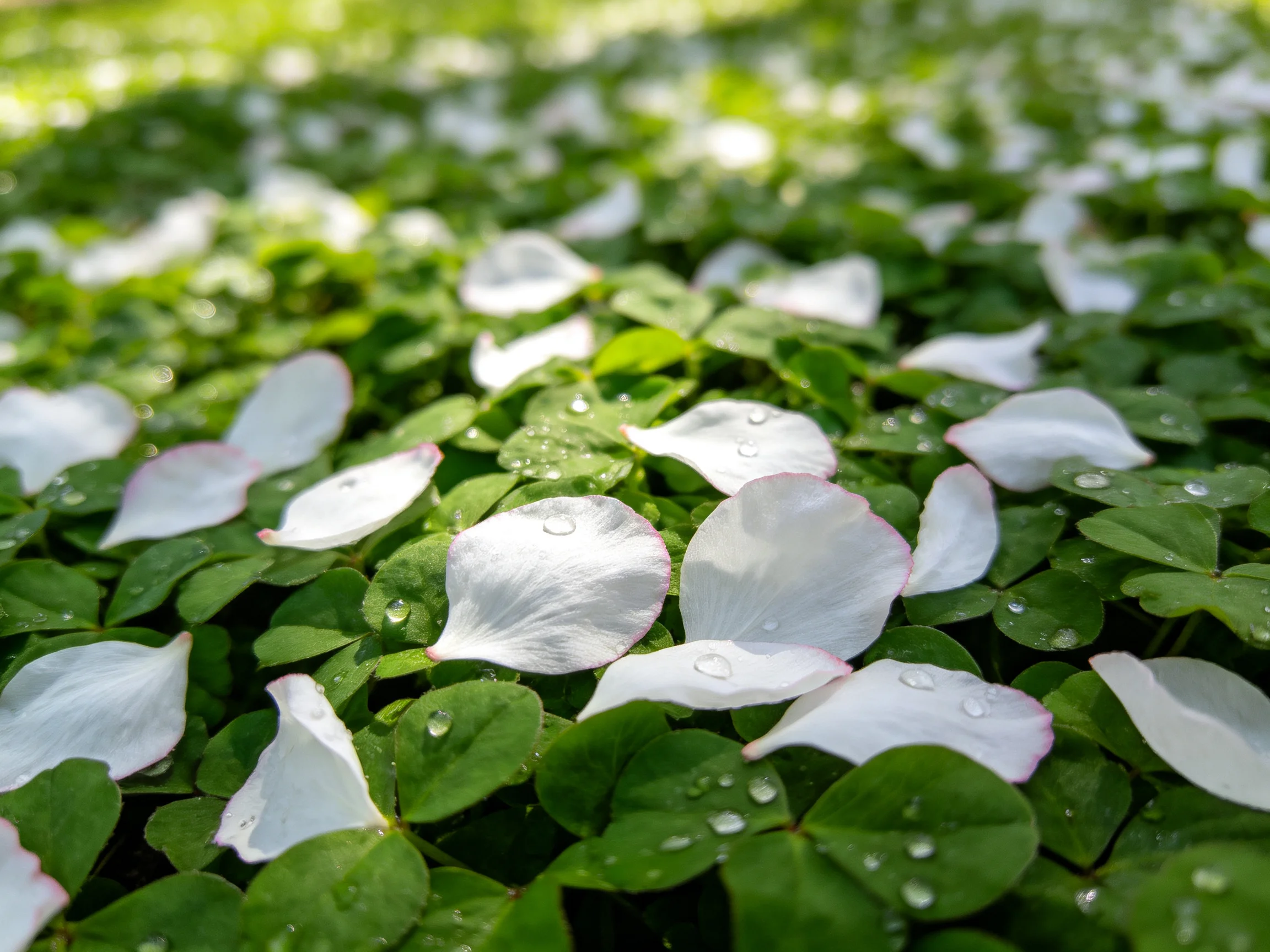 White rose petals scattered among lush green clover with dewdrops