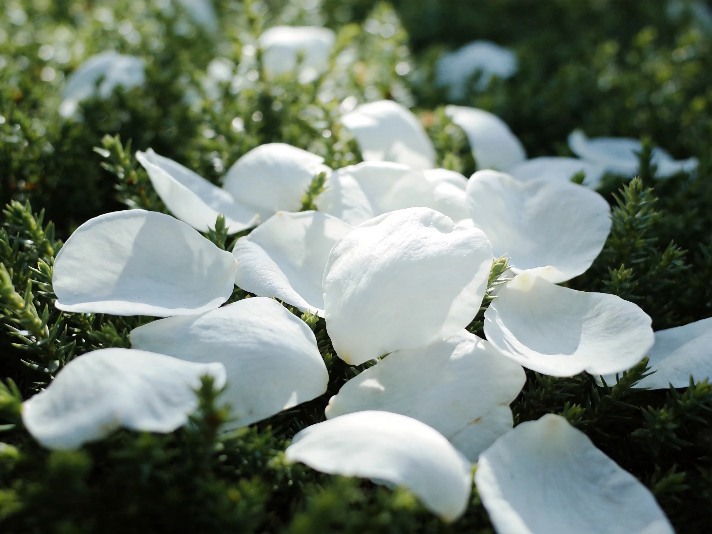 White rose petals scattered among lush green shrubs
