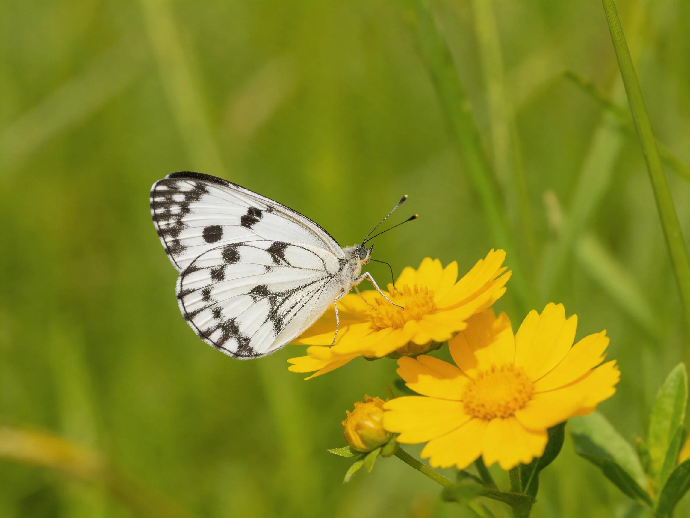 White-spotted butterfly perched on bright yellow flowers among green grass