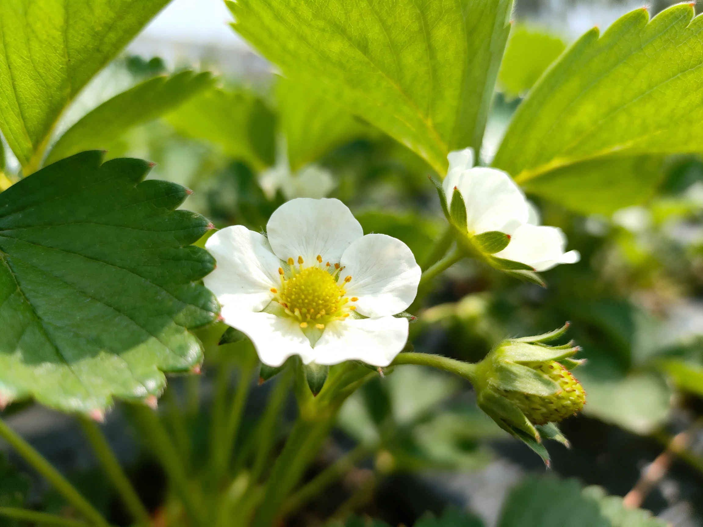 White strawberry blossoms with vibrant green foliage