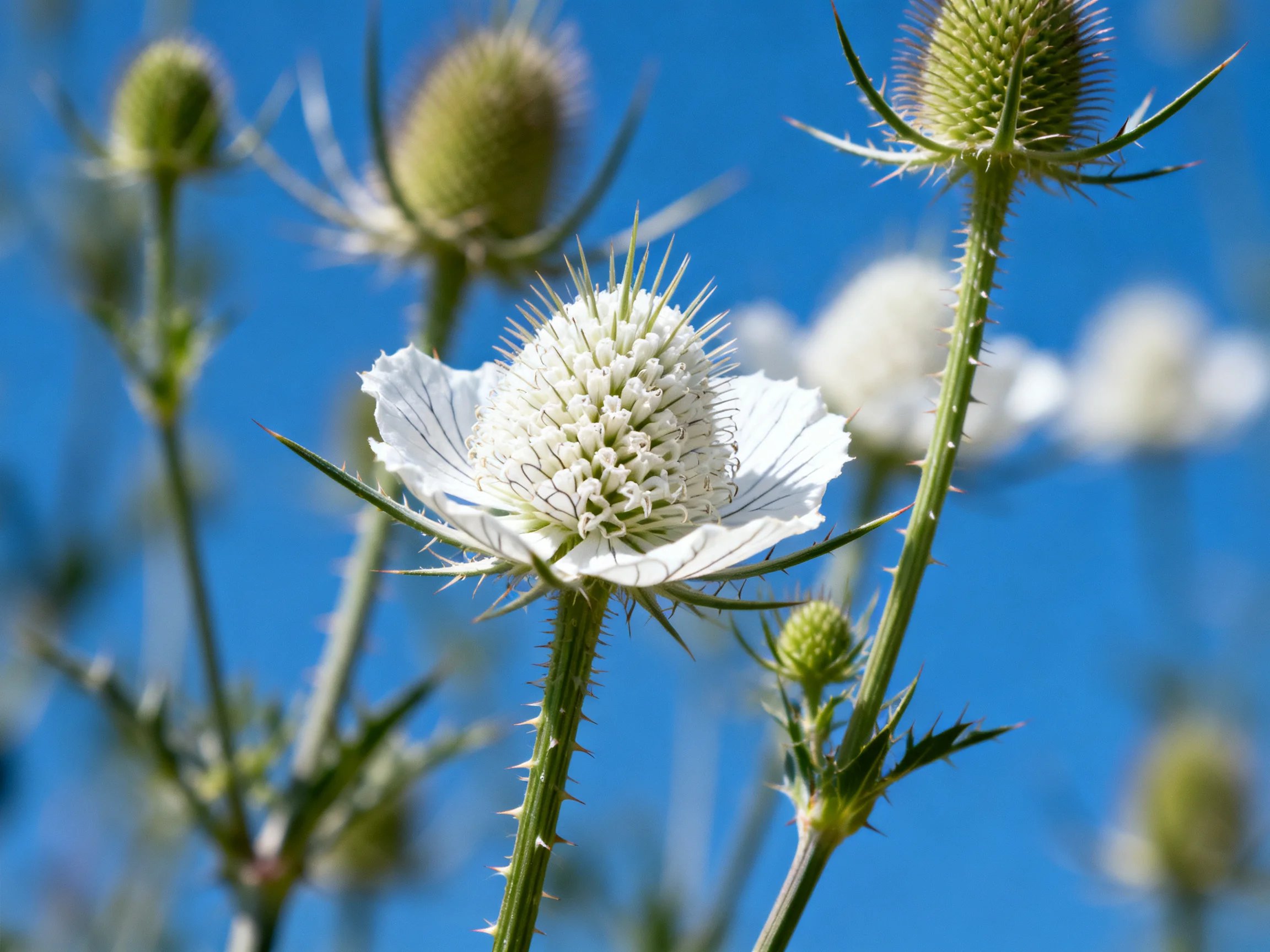 White thistle blooms with green buds against a bright blue sky