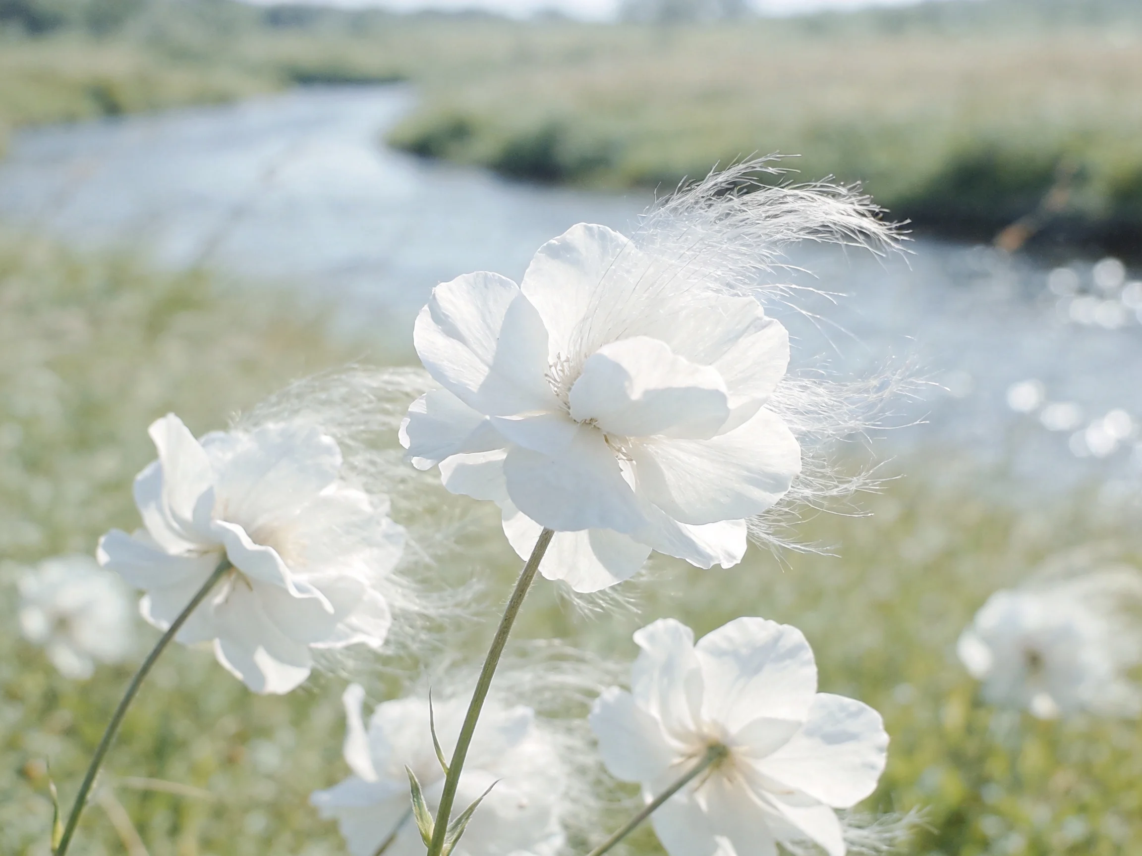 White wildflowers sway near a winding stream in a sunlit meadow