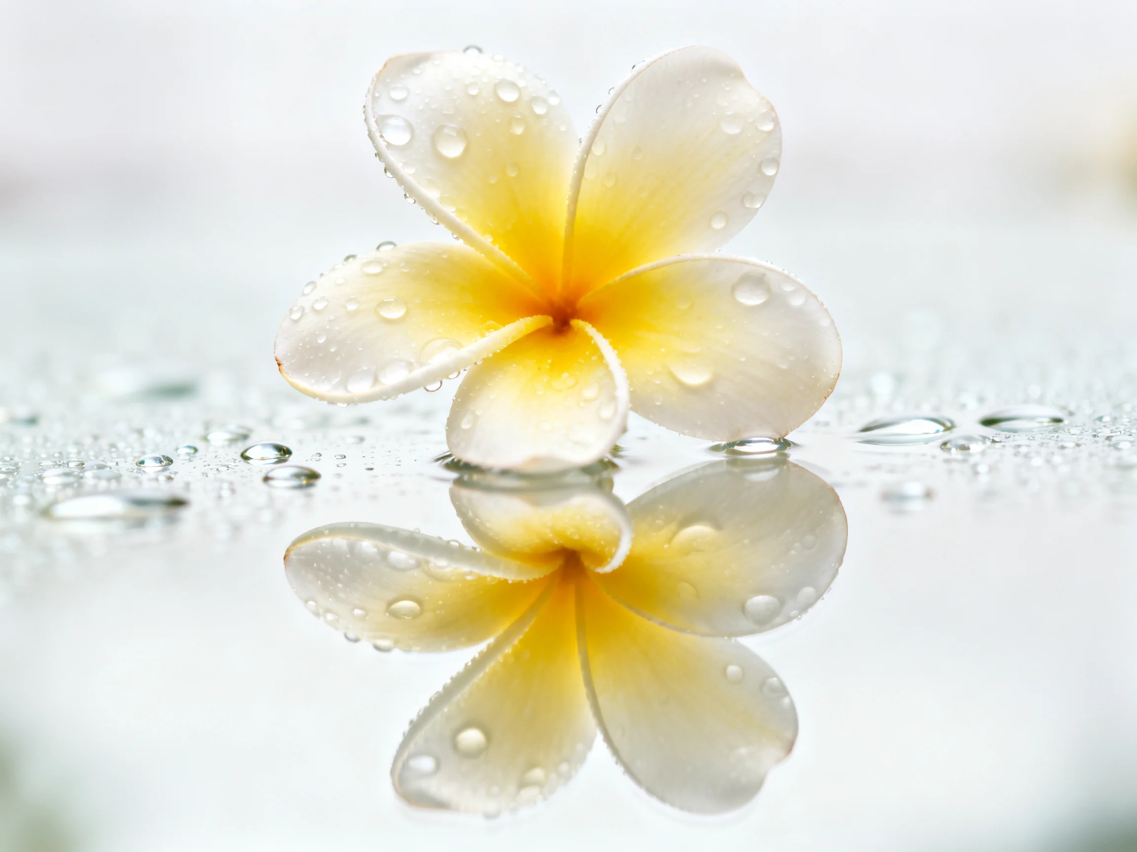 White-yellow frangipani flower with dew drops and reflection