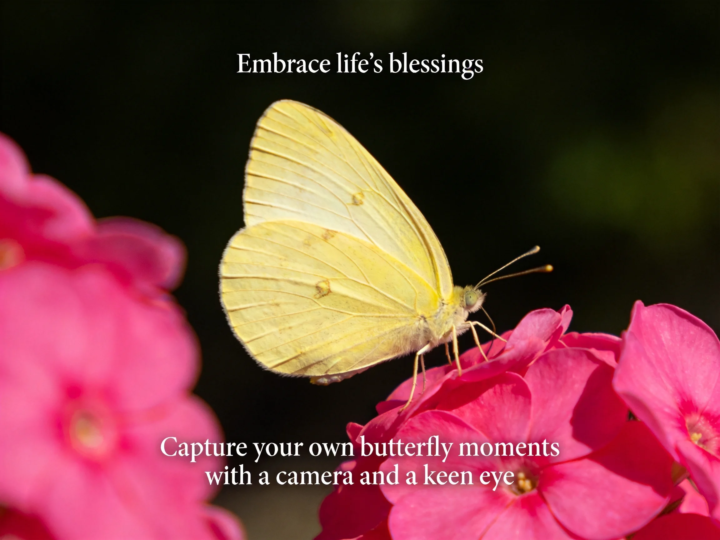 Yellow butterfly on vibrant pink flowers with inspirational text