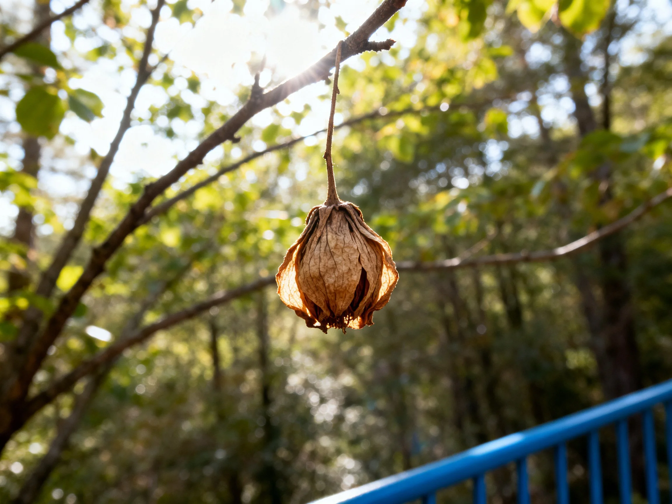 A Dried Brown Flower Hangs From a Tree Branch Among Sunlit Greenery