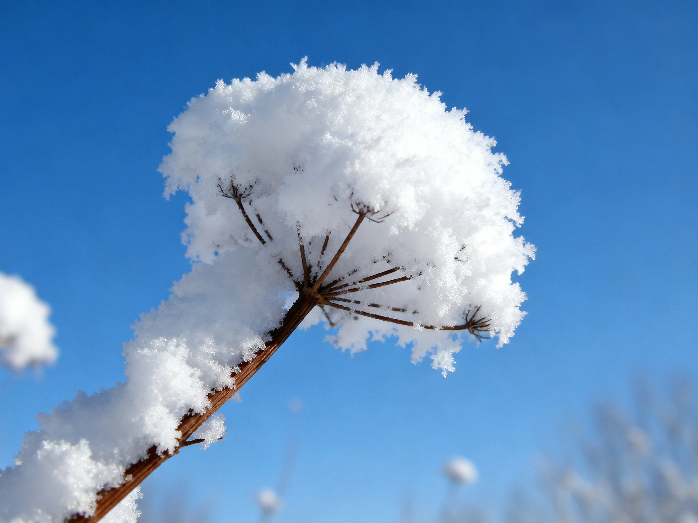 A Snow-Covered Plant Branch Against Blue Winter Sky