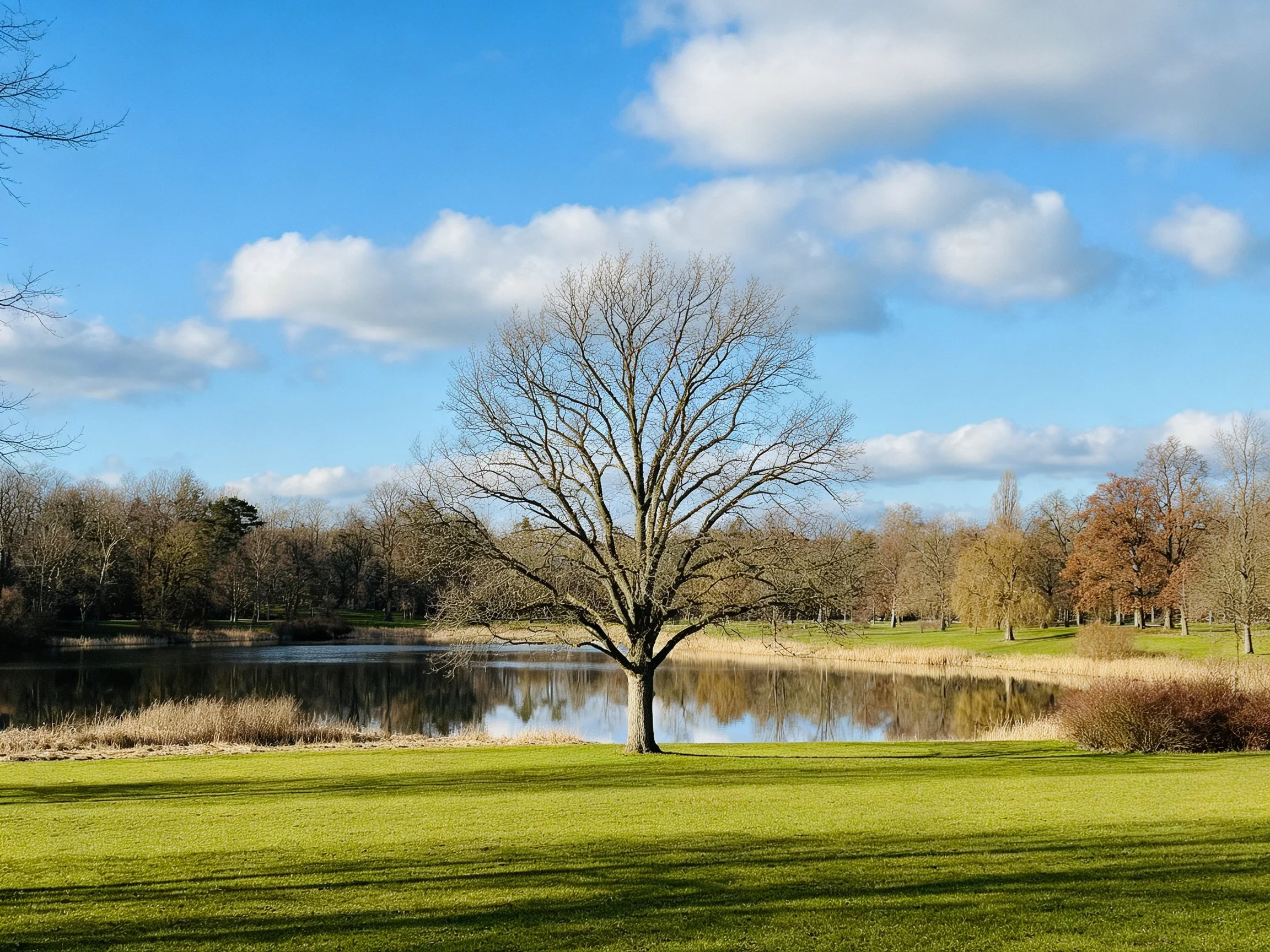 A bare tree near a calm lake with green meadow