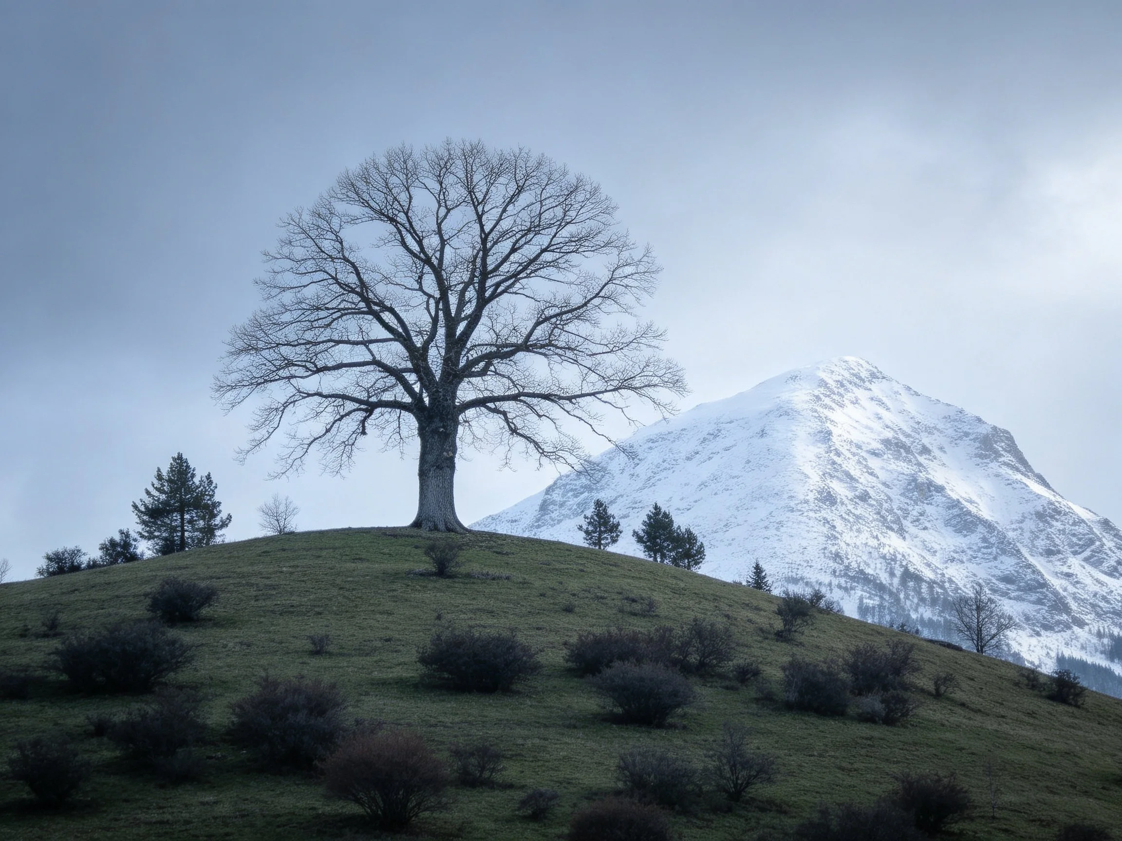 A bare tree stands on a grassy hill near a snow - capped mountain