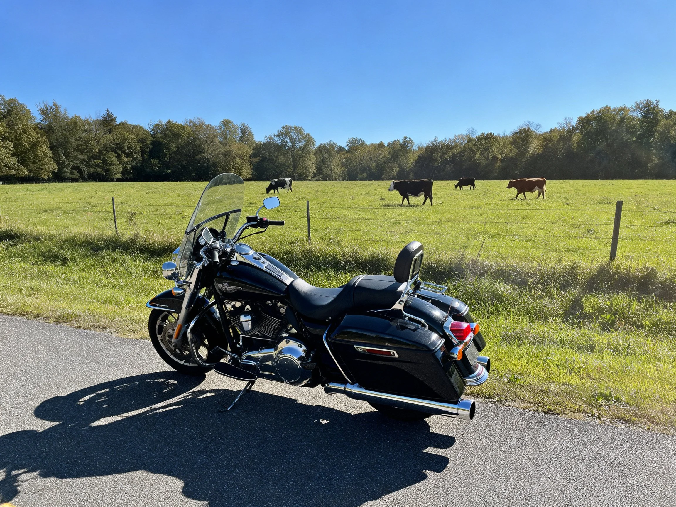 A black motorcycle parked near a sunny pasture with grazing cows
