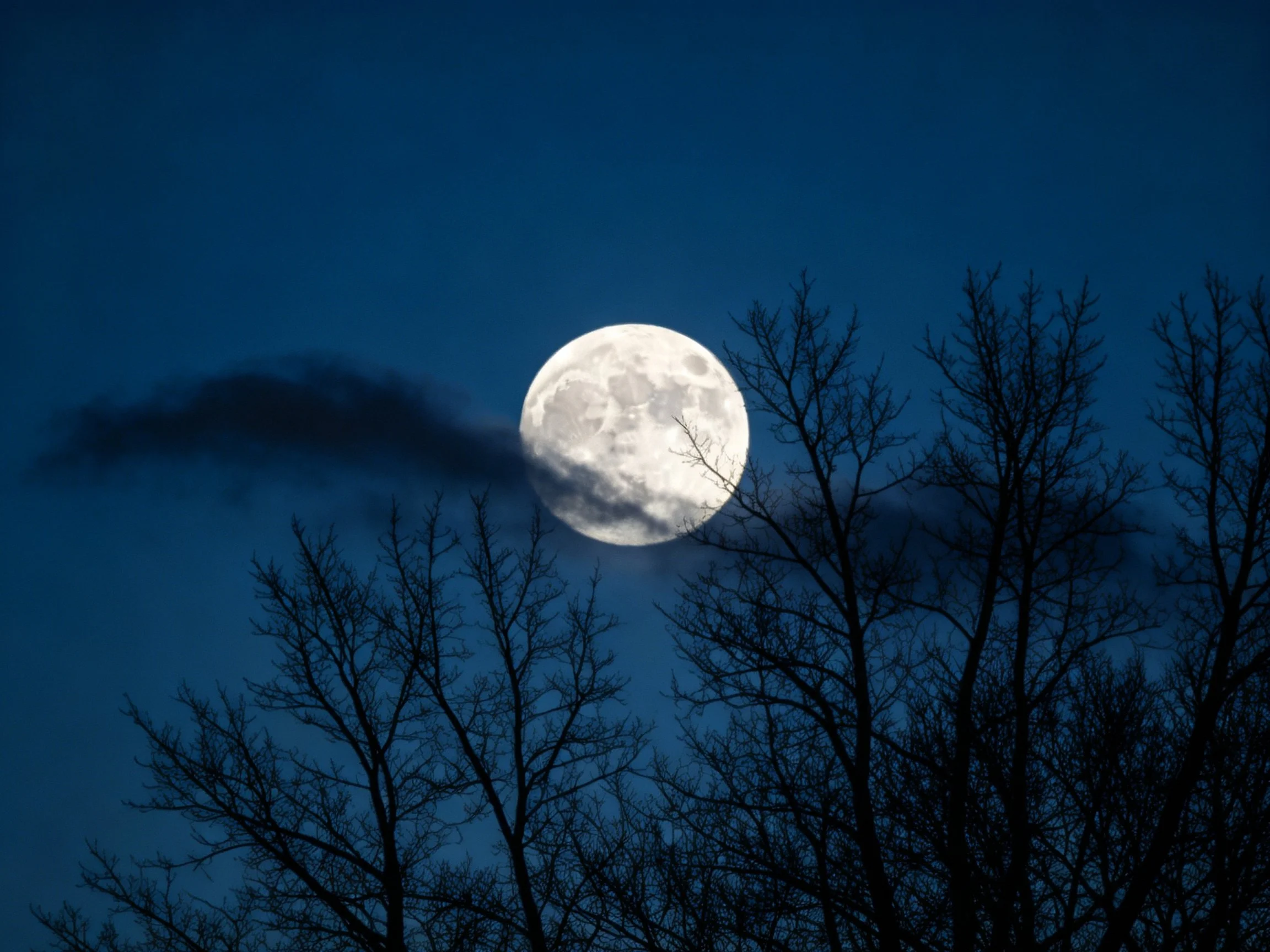 A bright full moon behind silhouetted bare tree branches