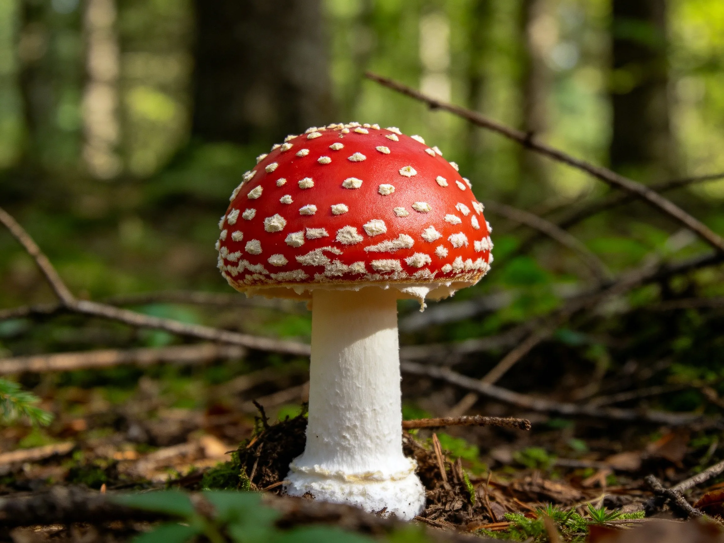 A bright red-capped mushroom with white spots in a forest