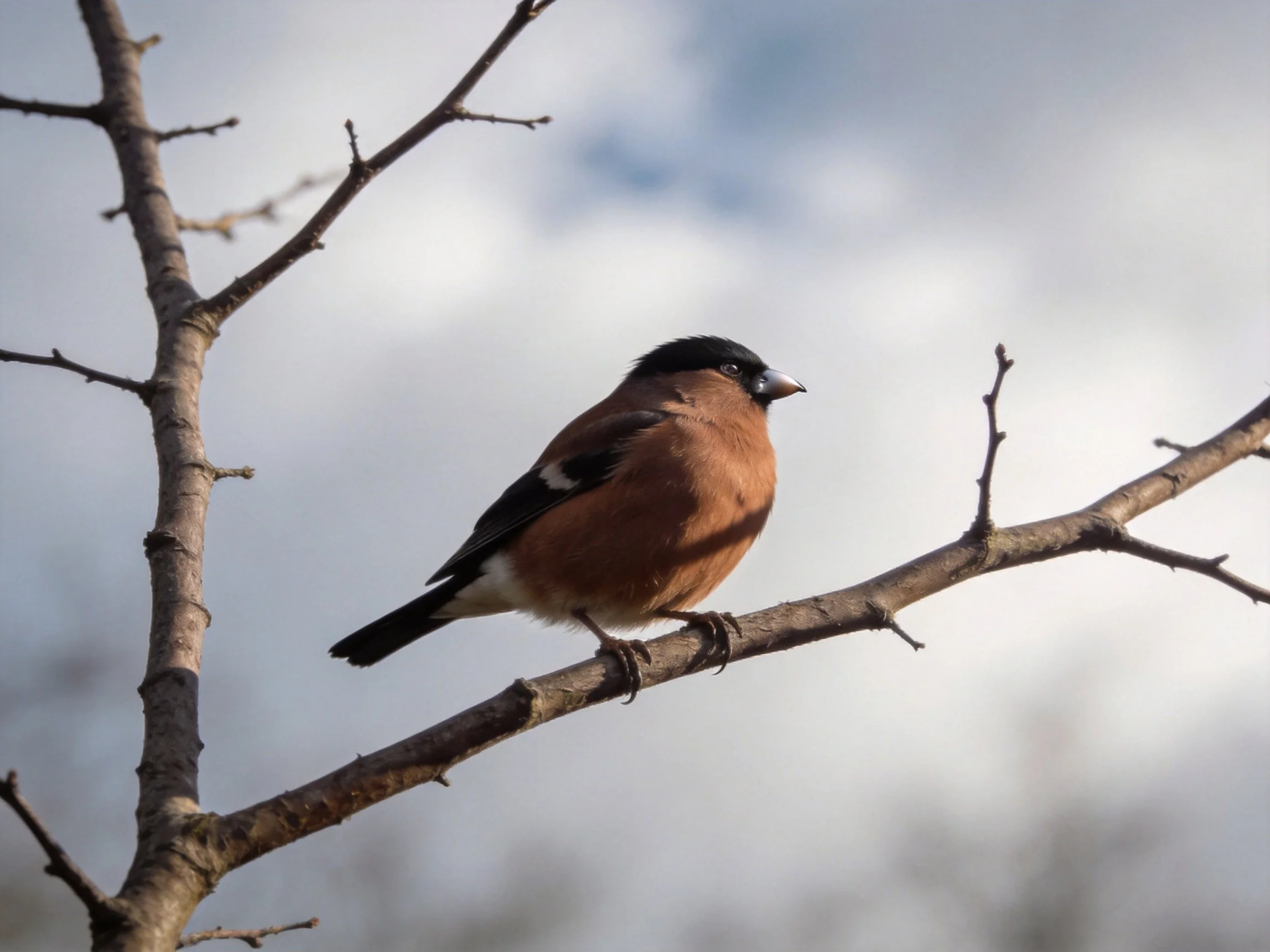 A brown and black bird perched on a bare tree branch