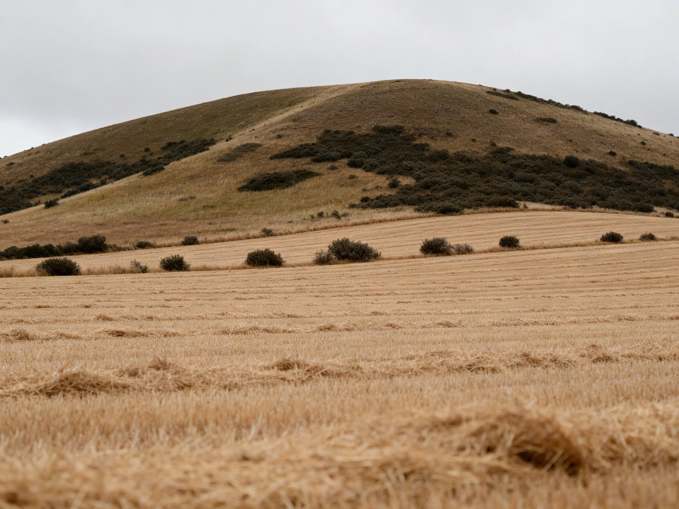 A brown hillside overlooks golden agricultural fields with scattered shrubs