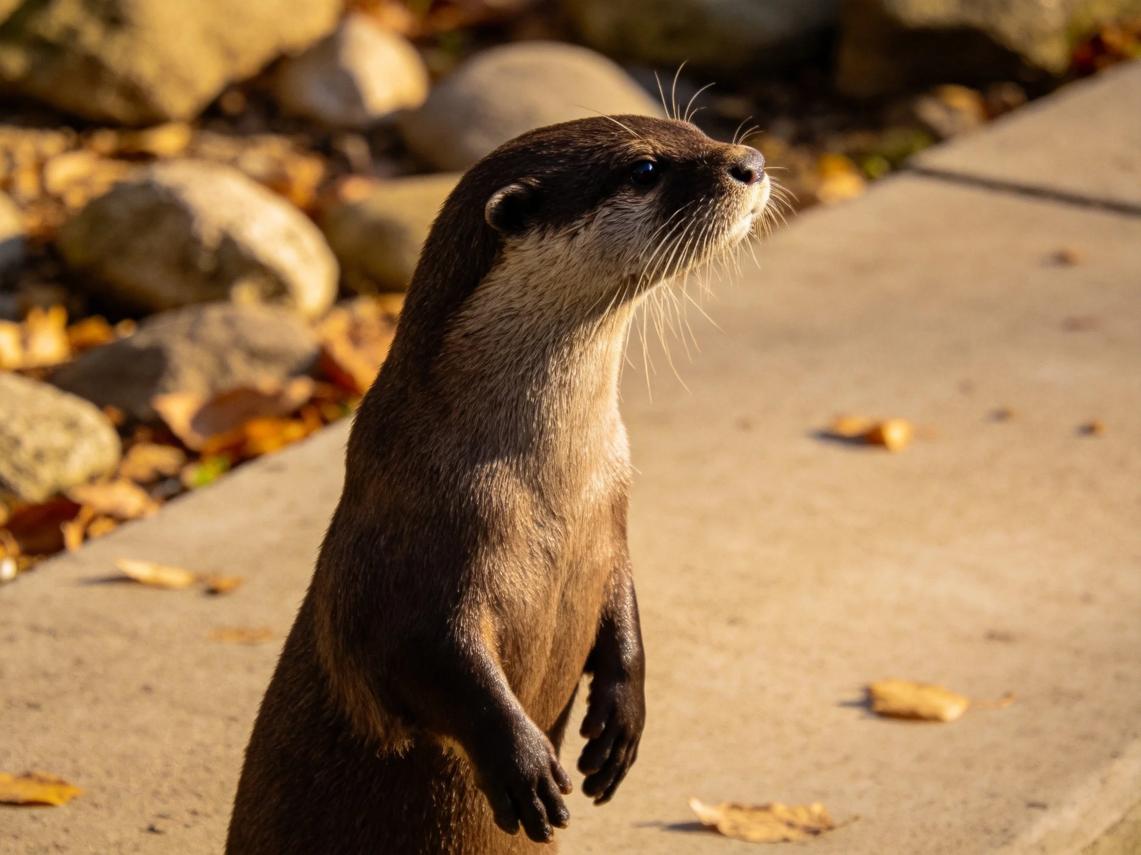 A brown otter stands alert near rocks and fallen leaves