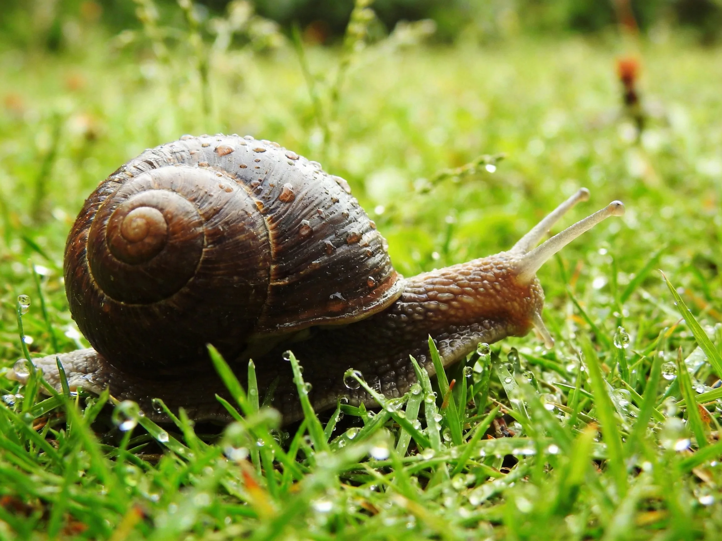 A brown-shelled snail crawls through dewy green grass