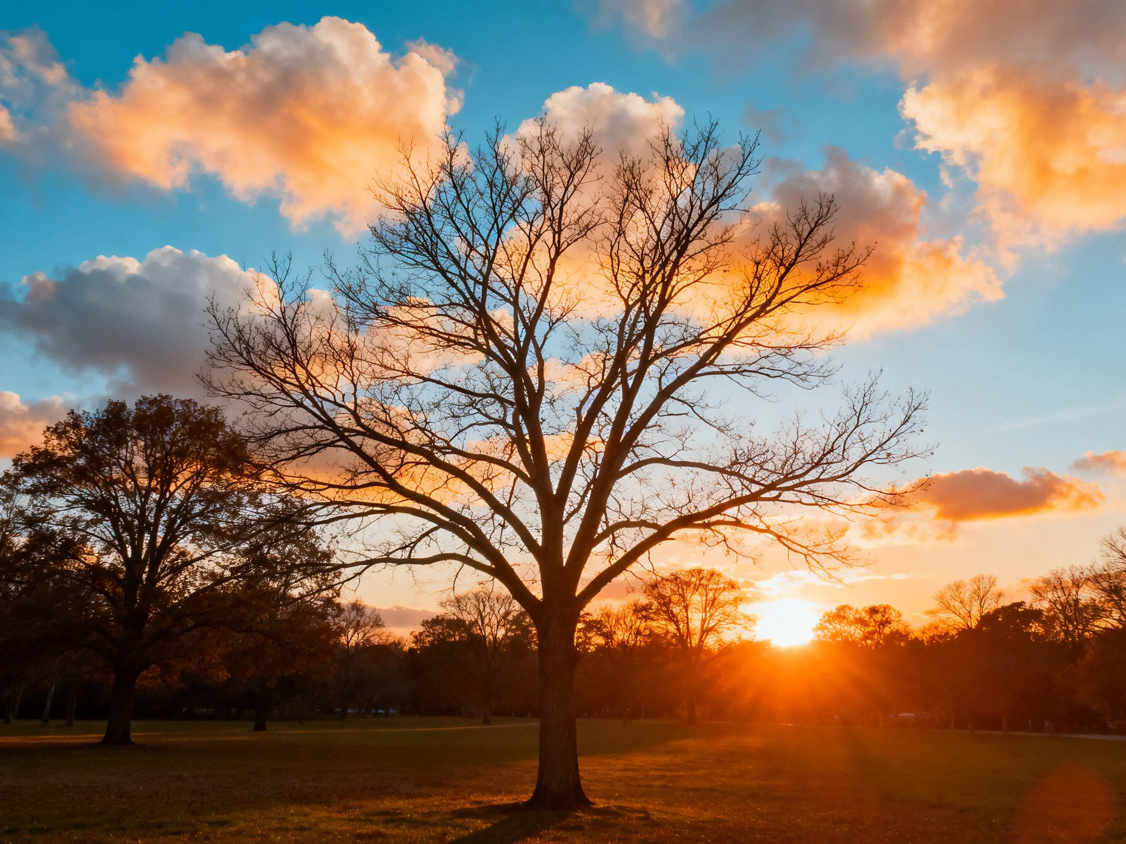 A central bare tree in a park under vibrant sunset skies
