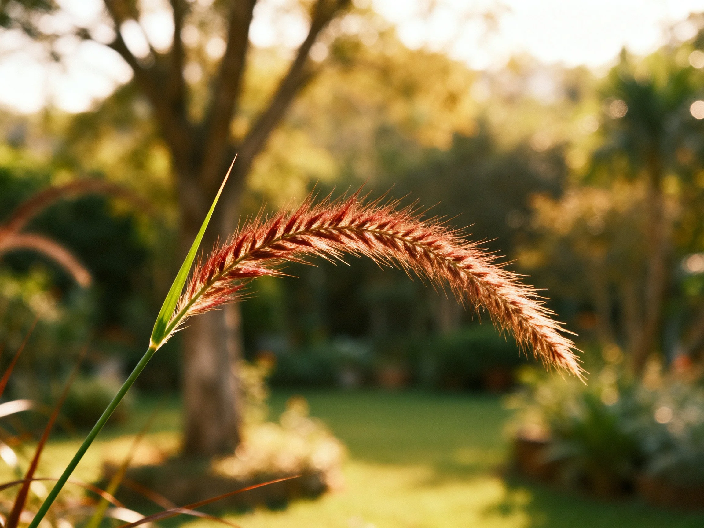 A close - up of a reddish grass spike in a sunlit garden