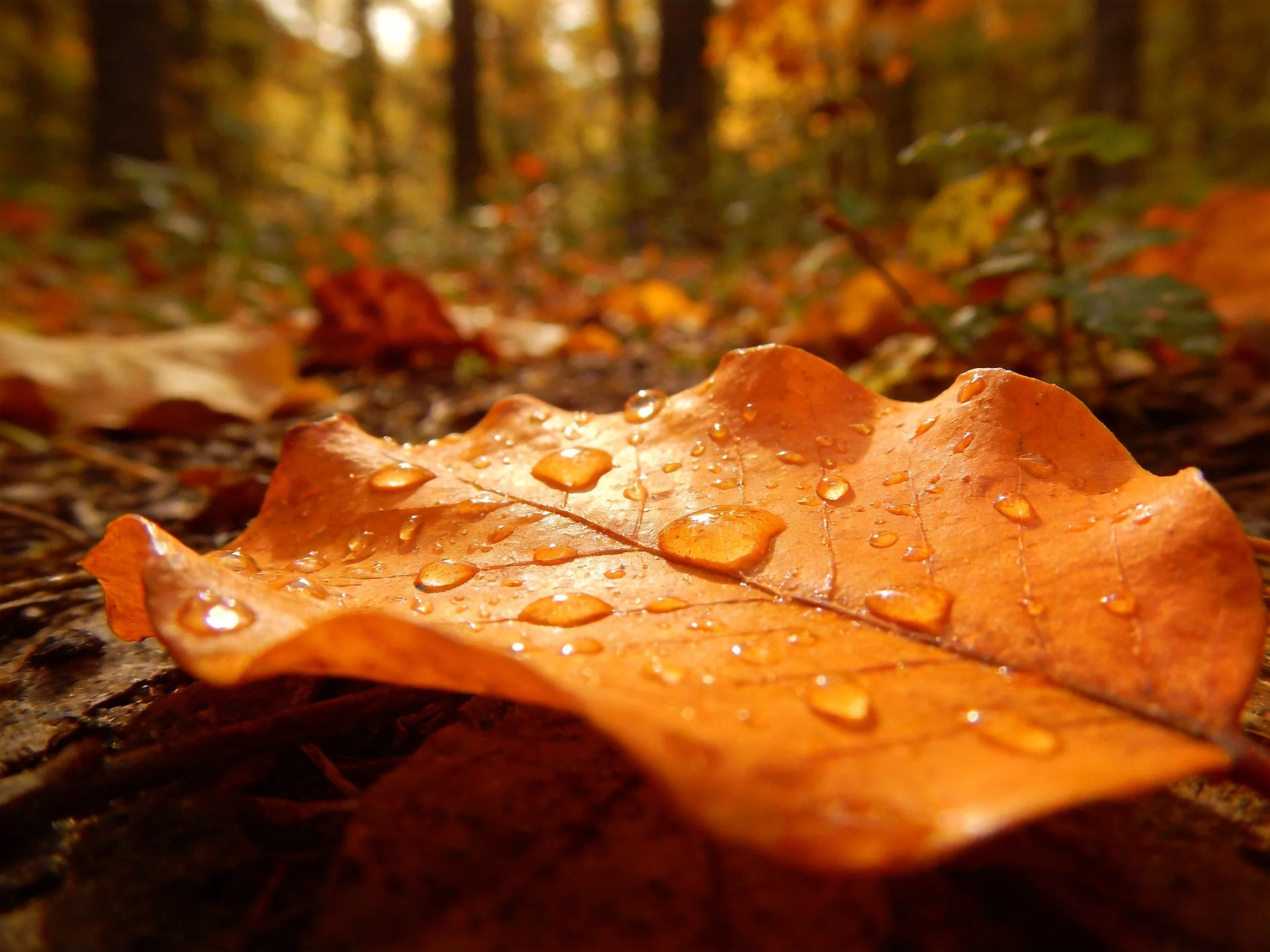 A close - up of an orange leaf with water droplets in a forest
