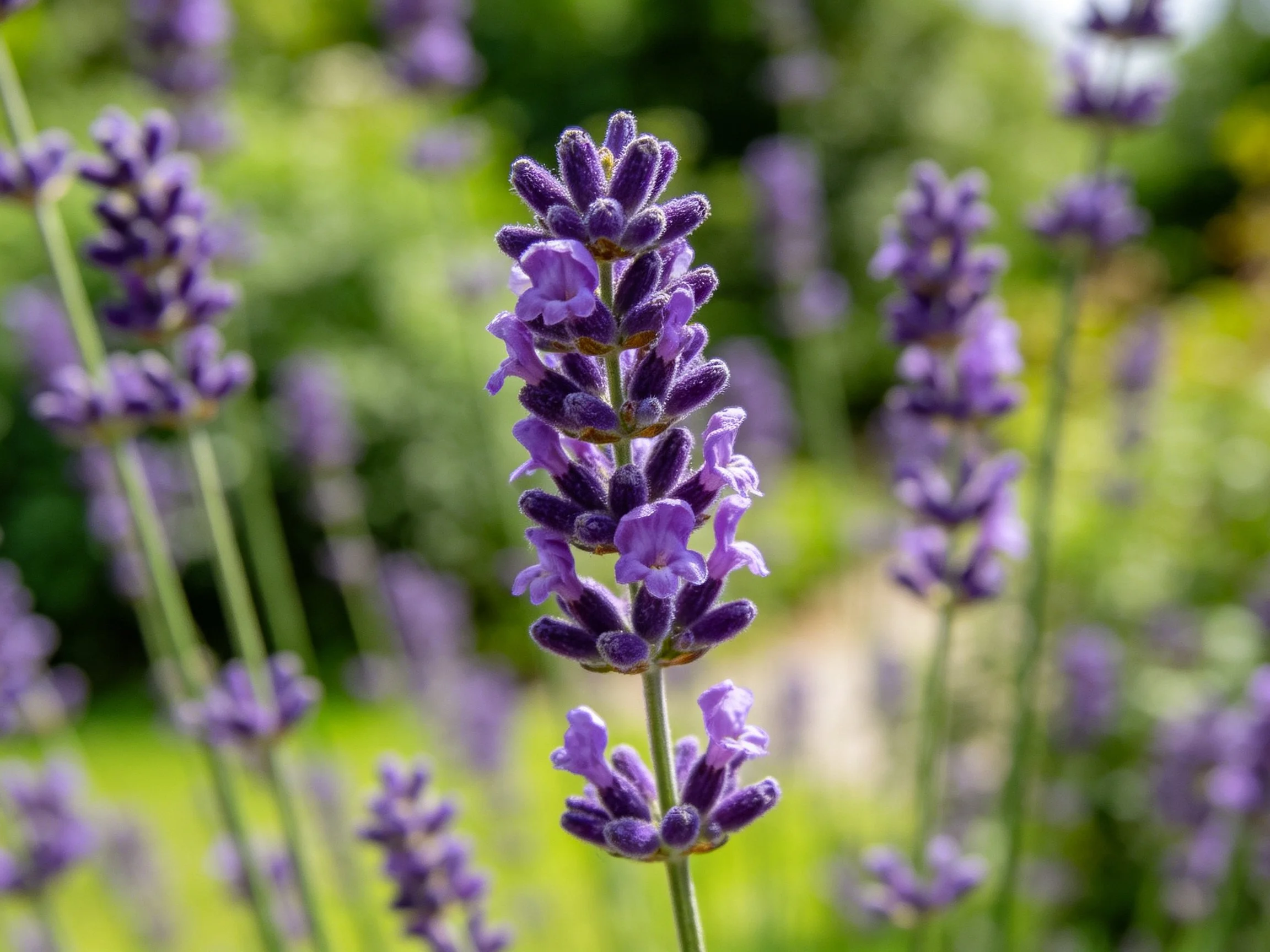 A close-up of vibrant purple lavender blooms against blurred green garden backdrop