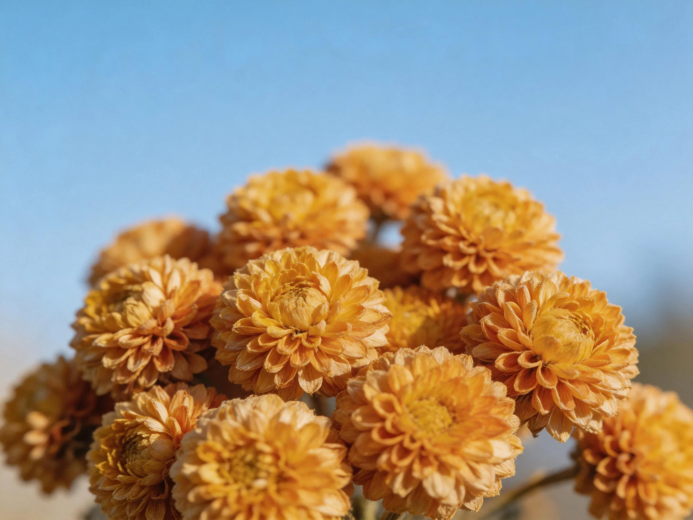 A cluster of golden-orange chrysanthemums against a clear blue sky