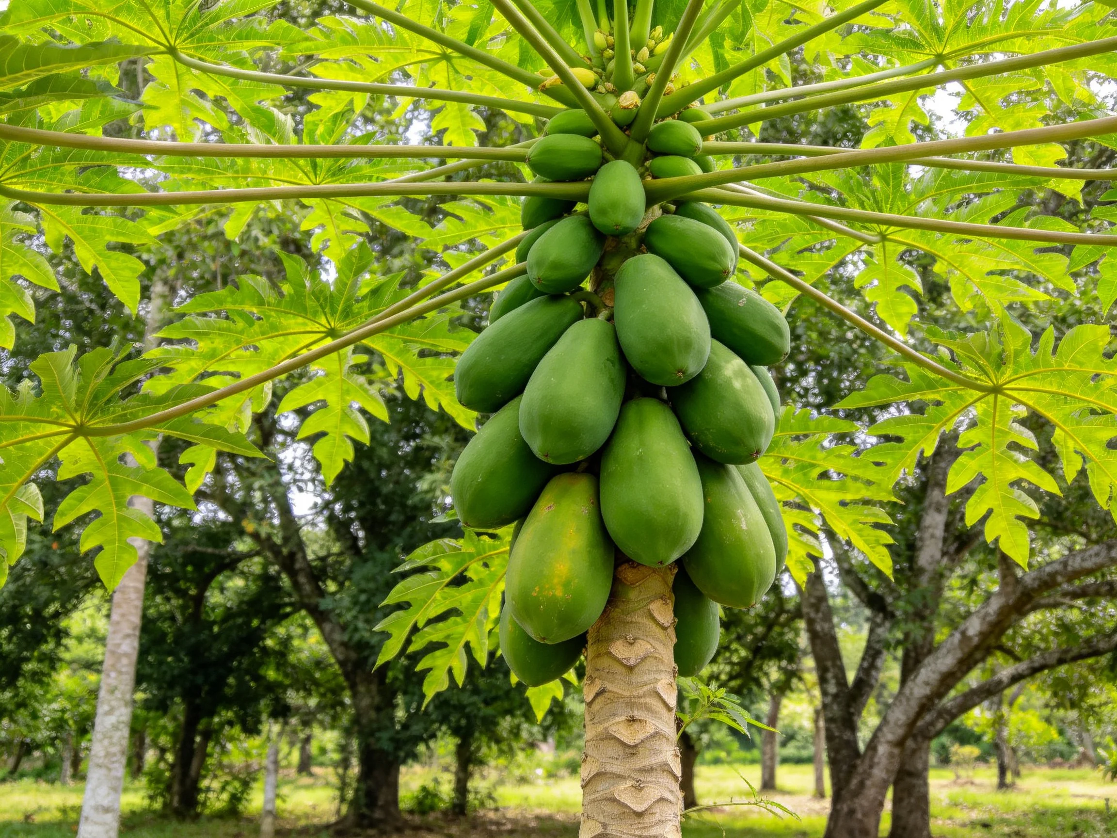A cluster of green papayas grows on a leafy tree in a tropical forest