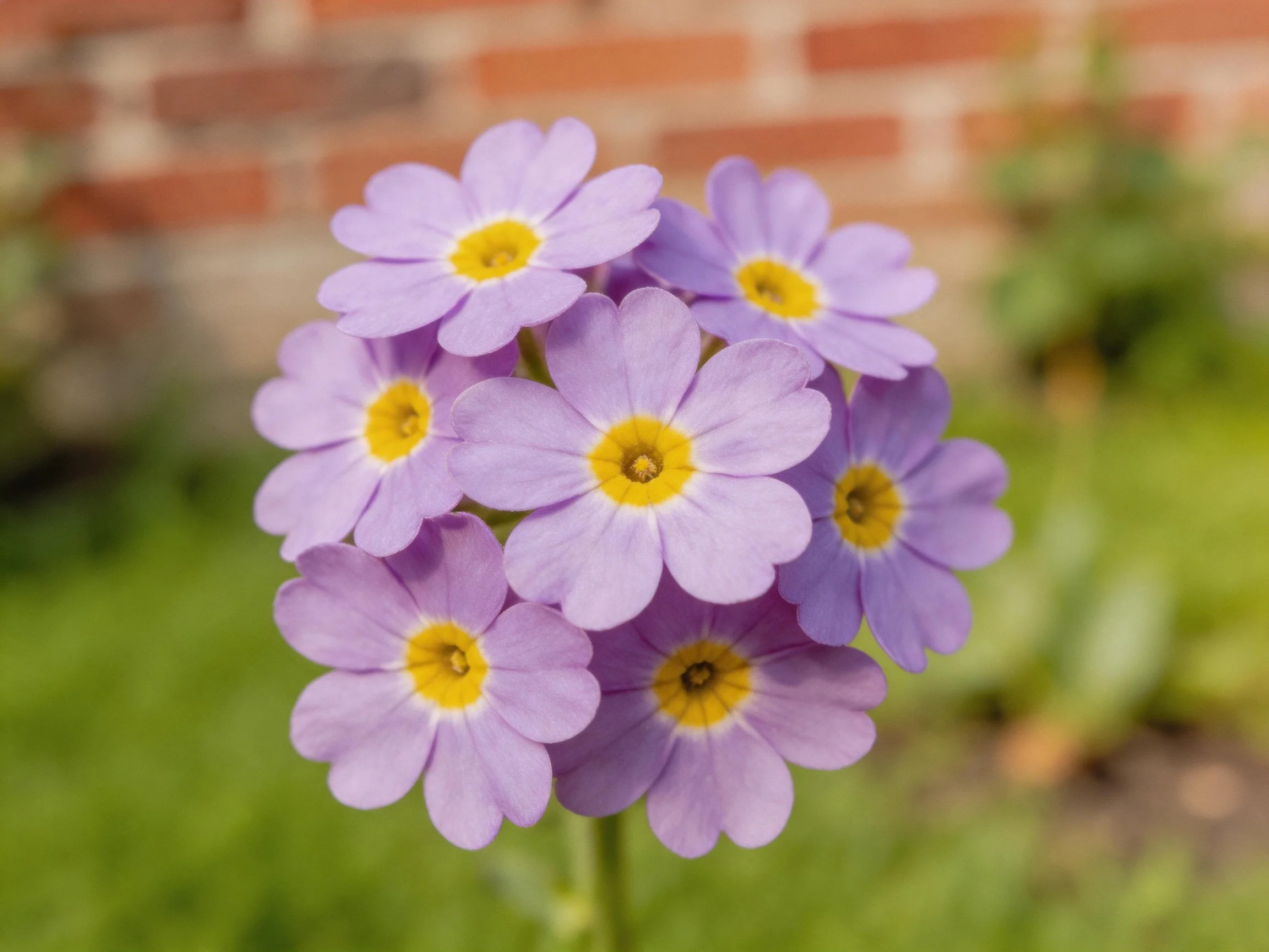 A cluster of lavender primrose flowers with bright yellow centers