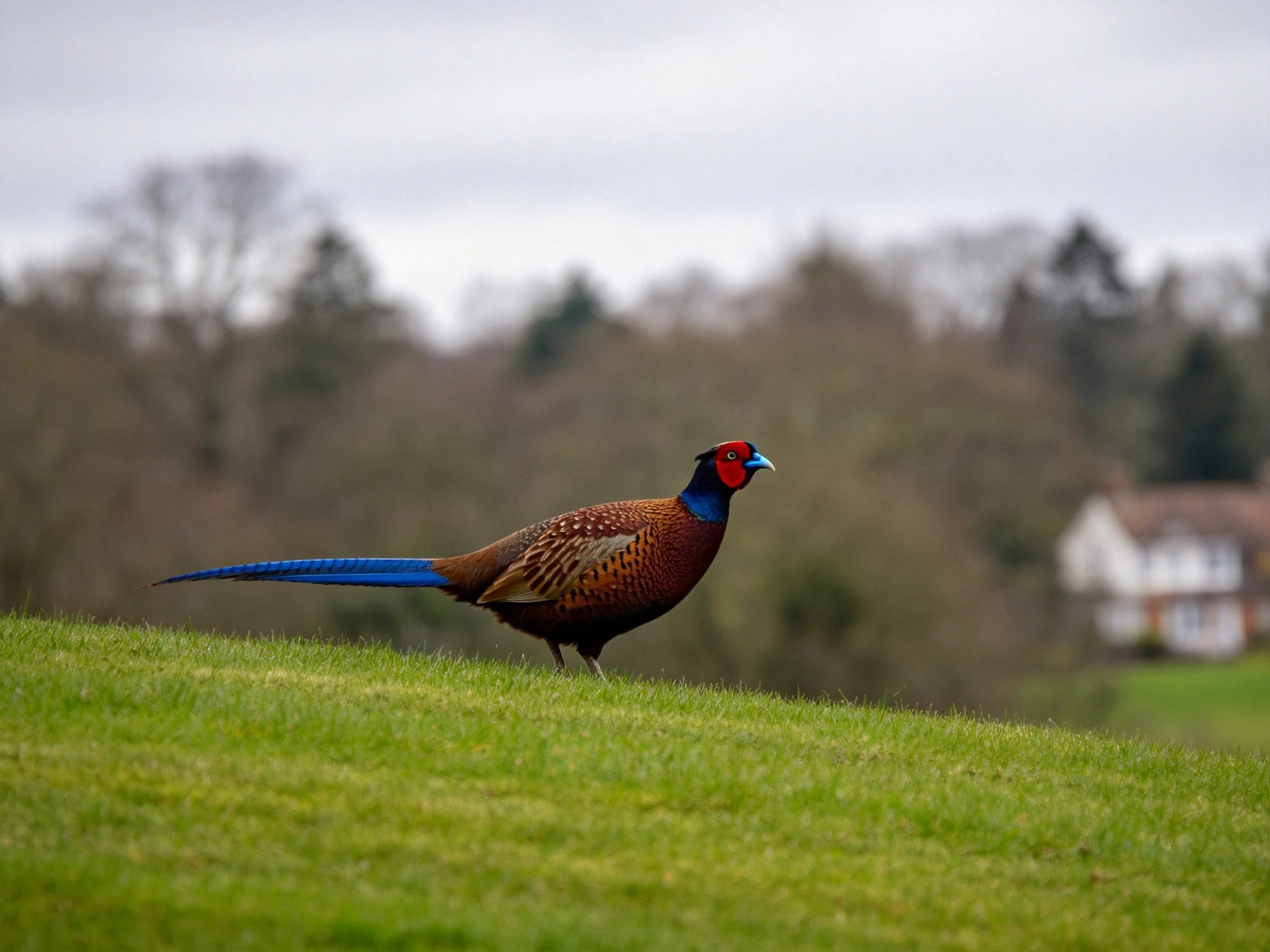 A colorful pheasant walks on a grassy hillside near a house