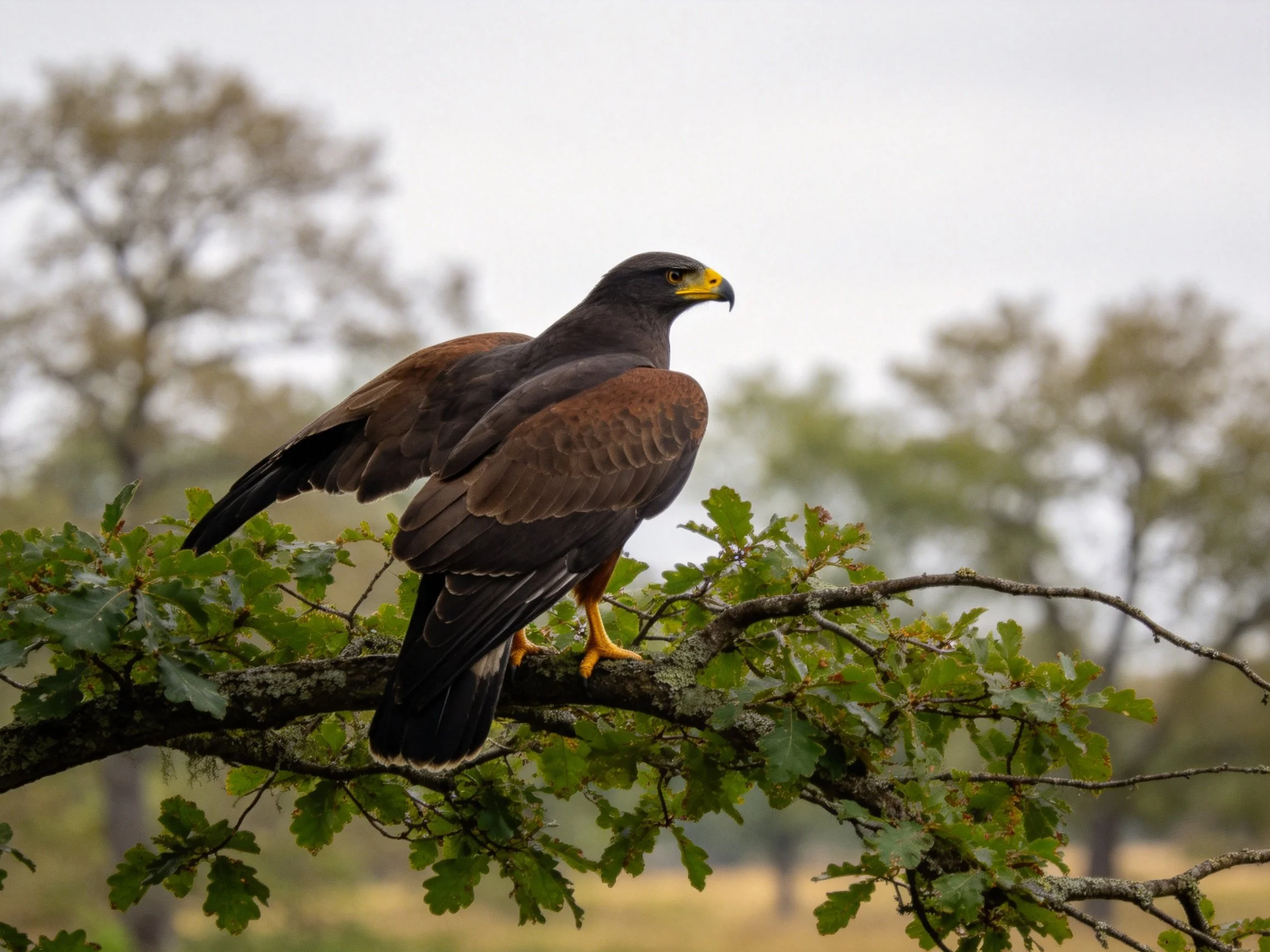 A dark-feathered hawk perches on a leafy tree branch