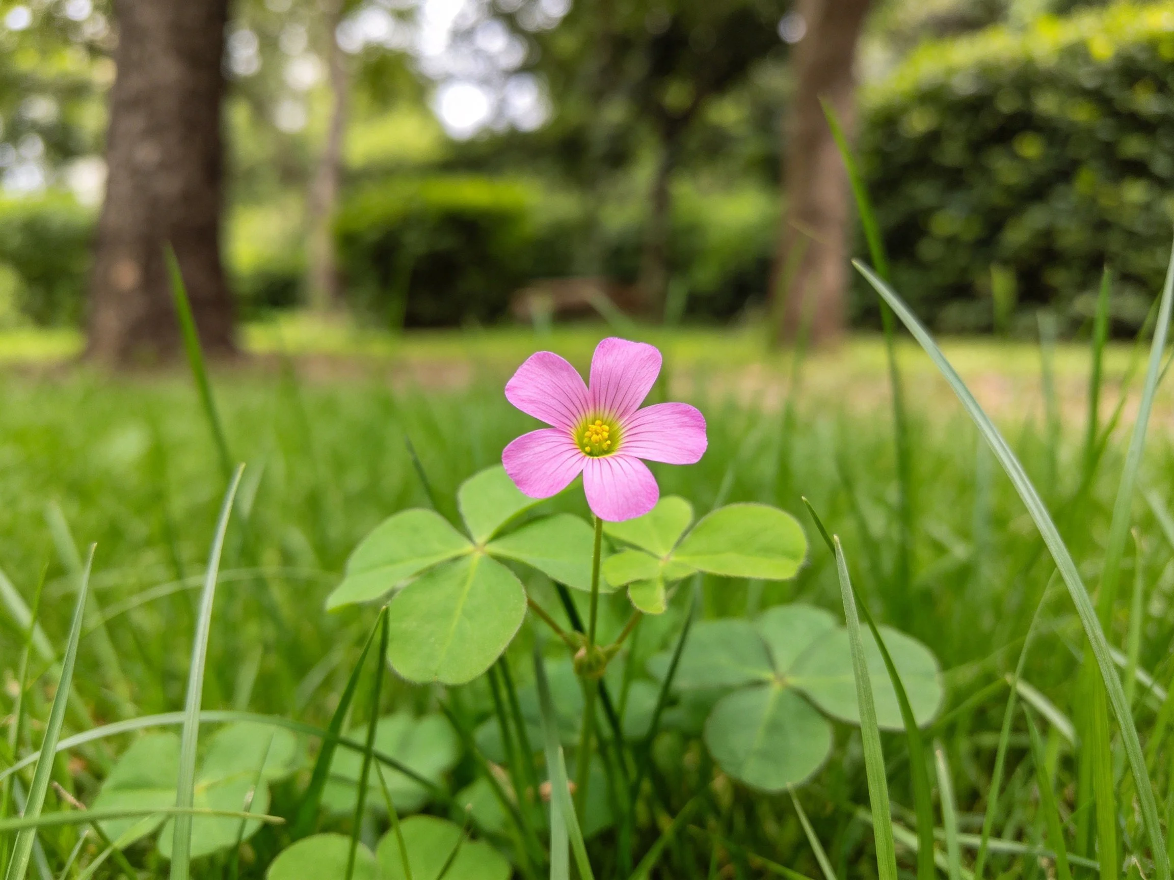 A delicate pink flower blooms amid clover leaves in a lush park