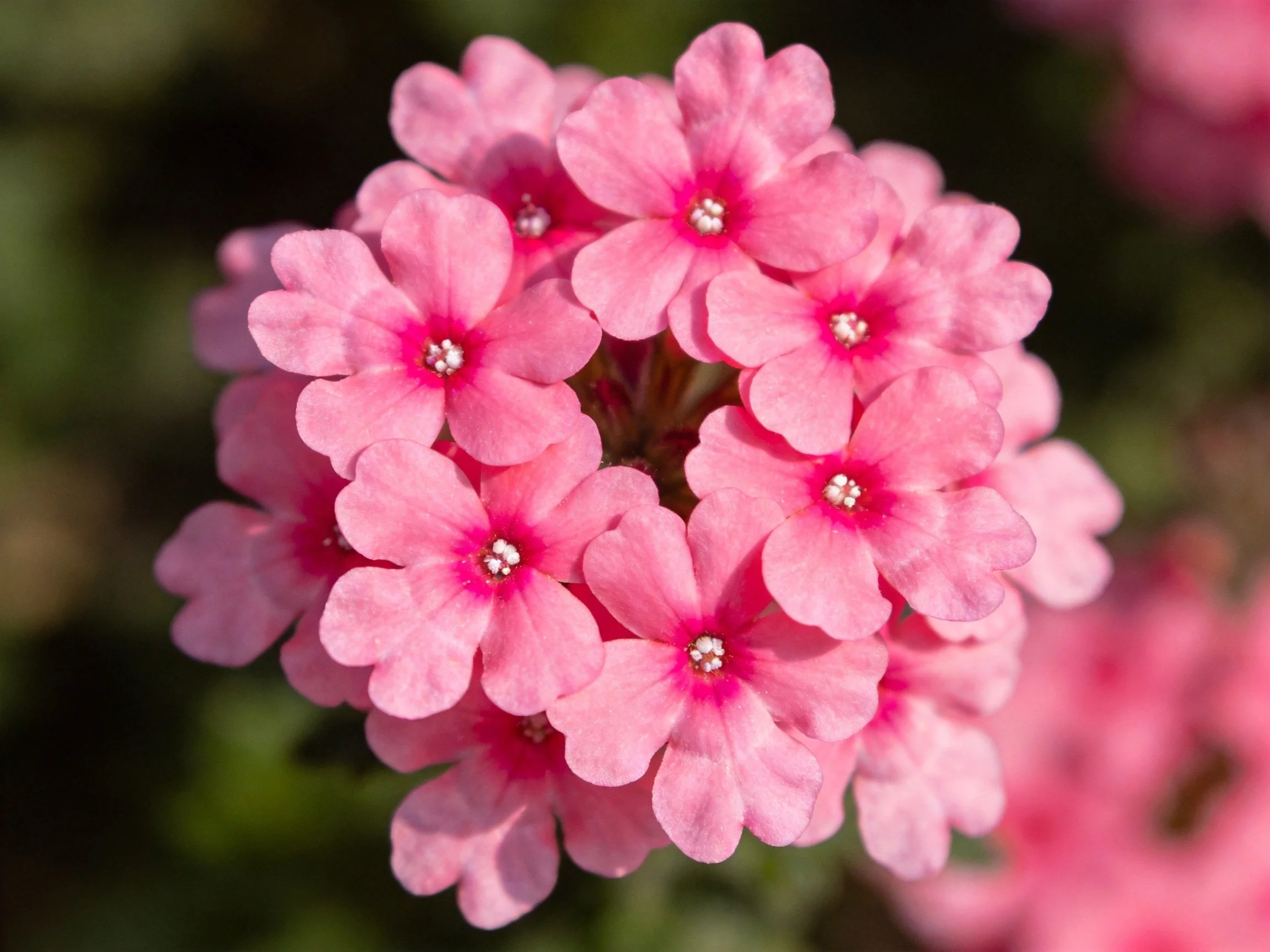 A dense cluster of pink verbena flowers with dark centers