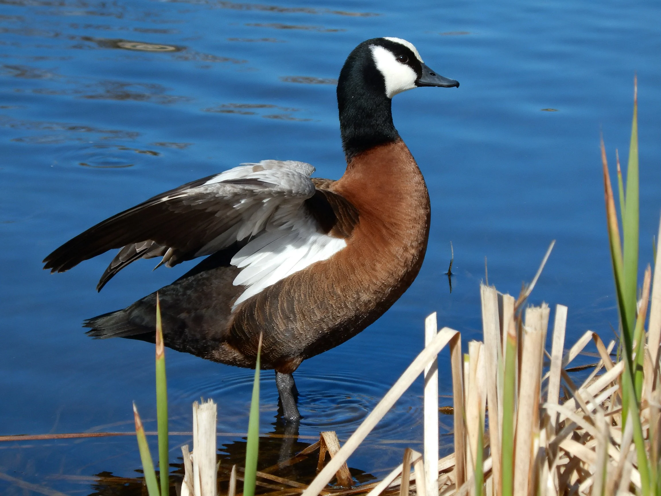 A duck with black, white, and brown plumage stands in calm blue water