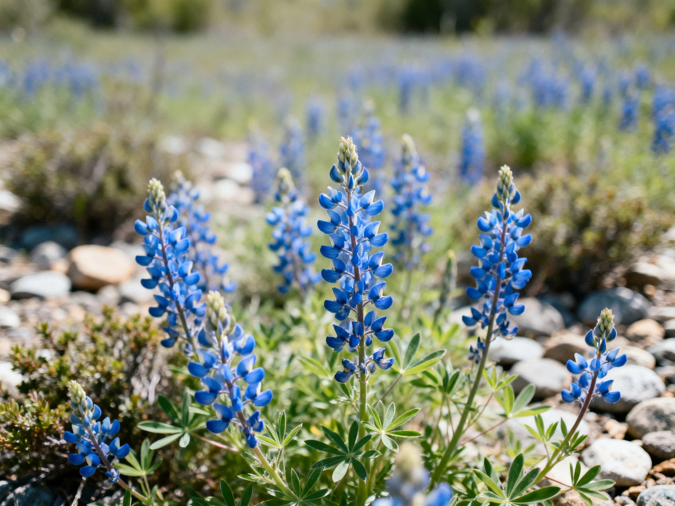 A field of vibrant blue lupine flowers amid rocky terrain