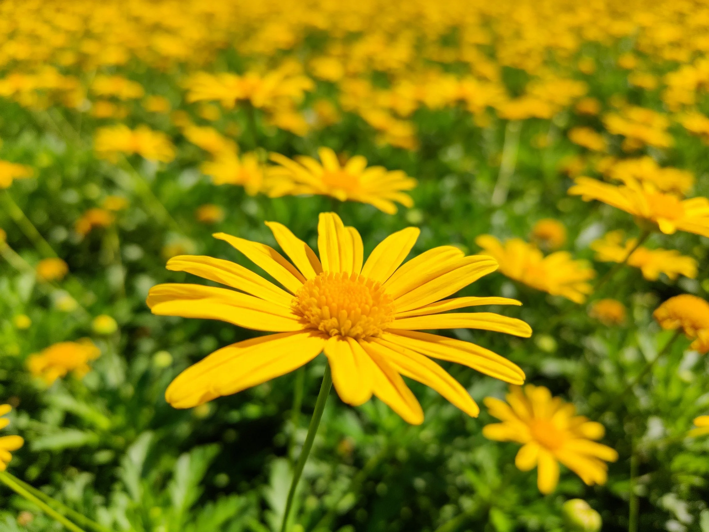 A field of vibrant yellow daisies with lush green foliage