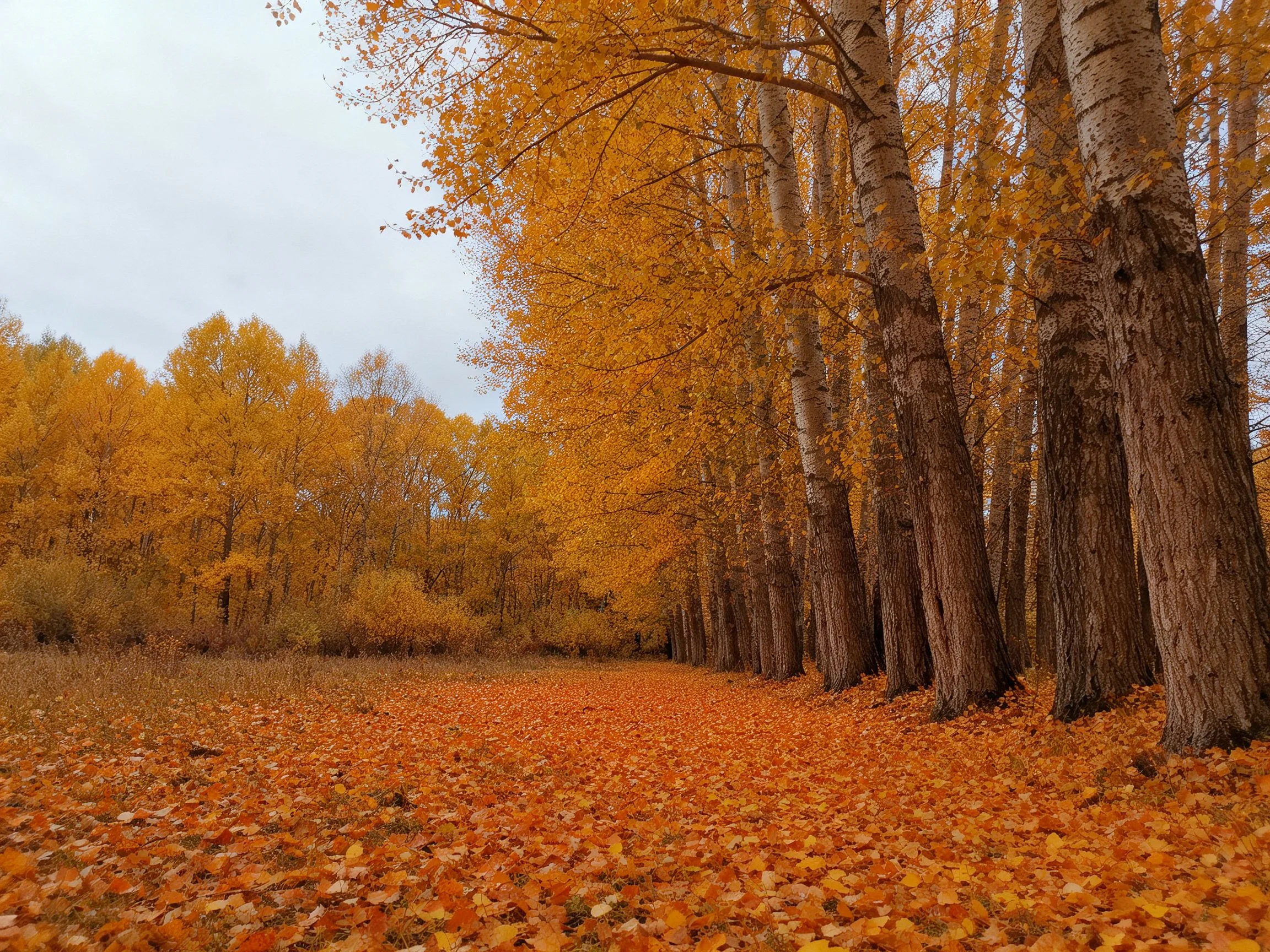 A forest with golden autumn trees and leaf-covered ground during autumn