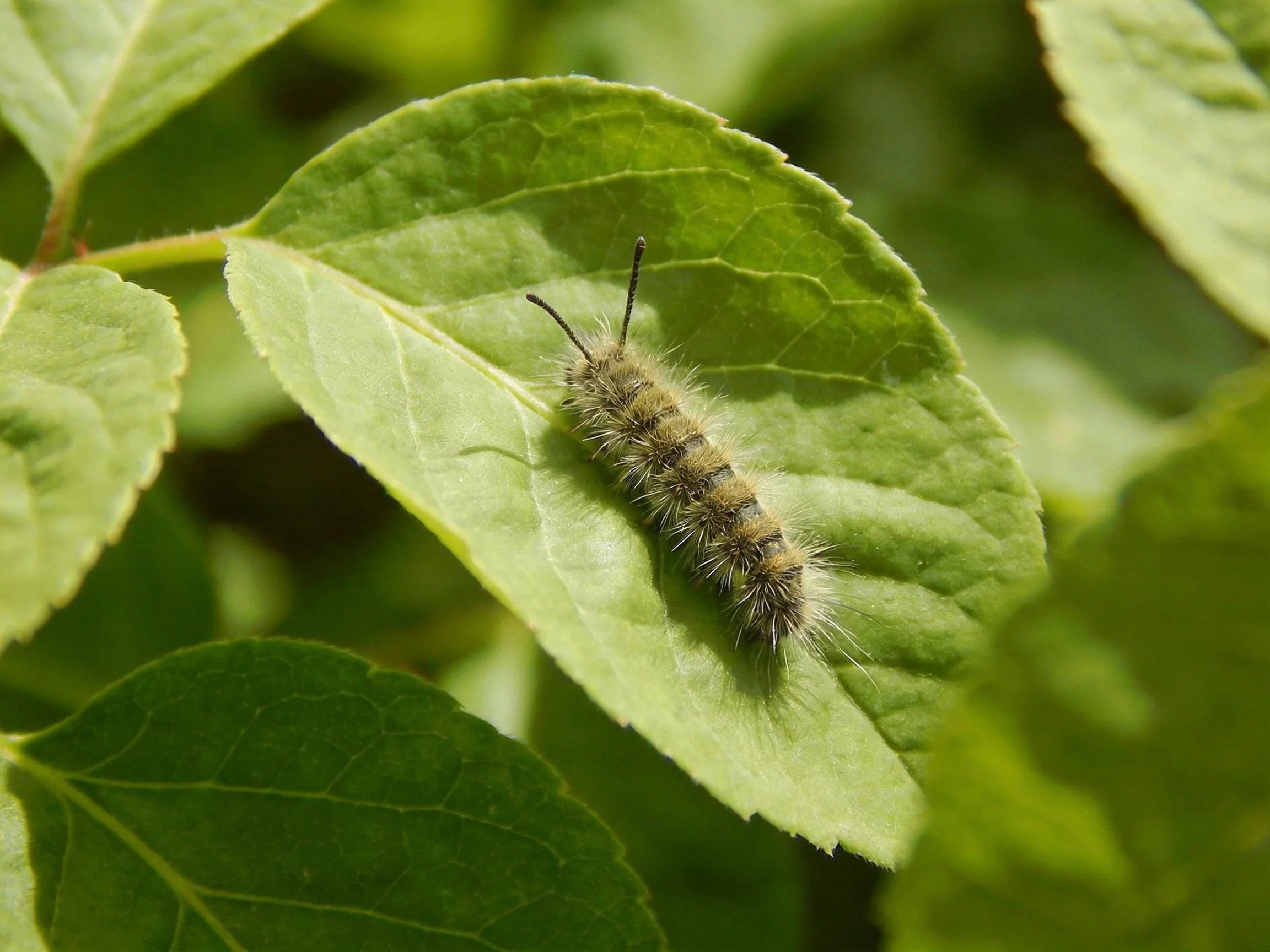 A fuzzy brown caterpillar rests on a vibrant green leaf